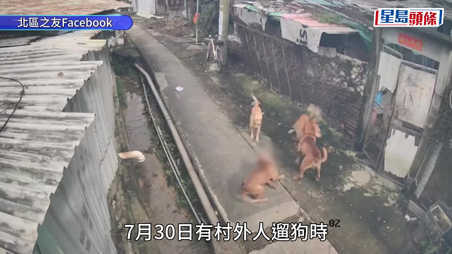 天眼直擊｜上水天平山村家貓遭4狗圍攻咬死 帖主盼討回公道 憂他日傷及小孩