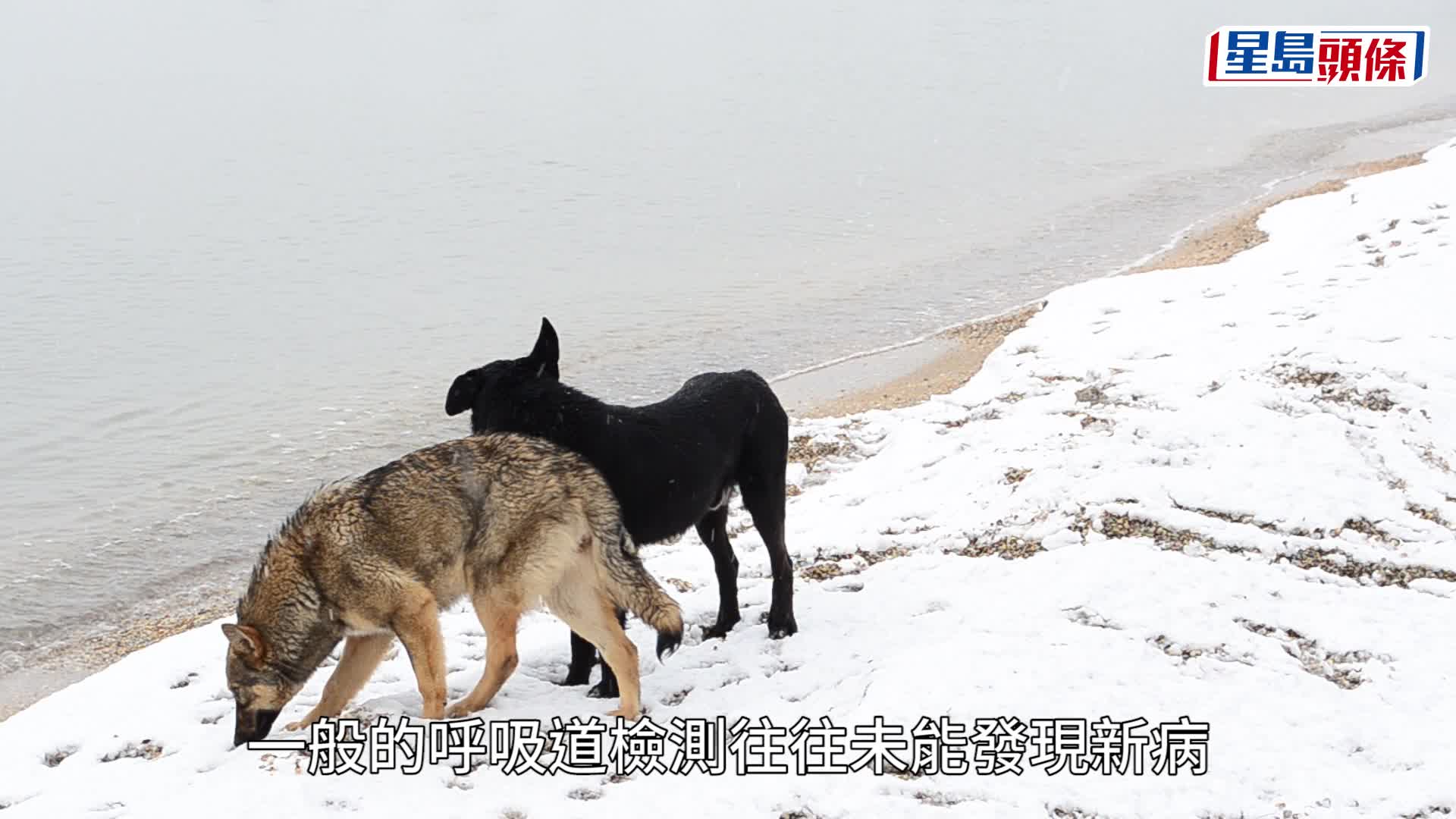 示意圖