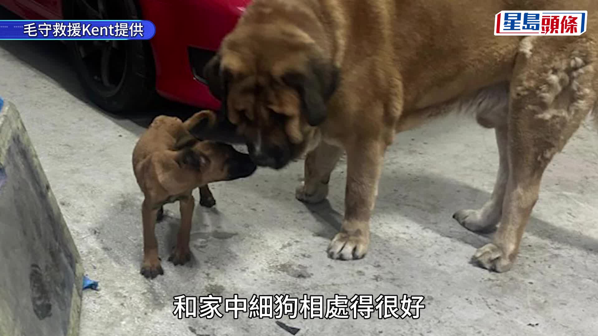元朗狗咬狗｜涉事大狗「拉里」身世可憐 遭多次棄養恐人道處理 毛守願接收保命