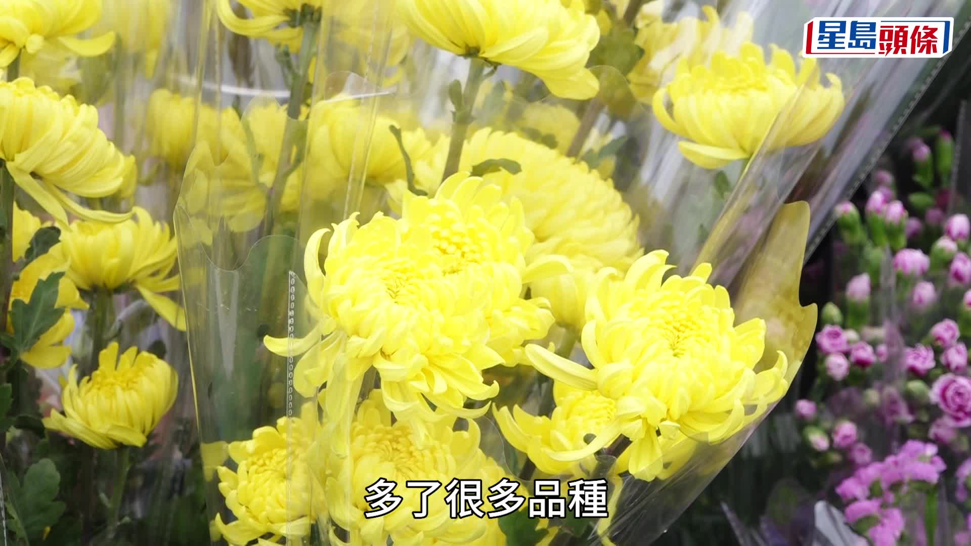 年宵花市2025︱維園花檔看好銷情 指客人疏爽不計較：最緊要一年一次買花