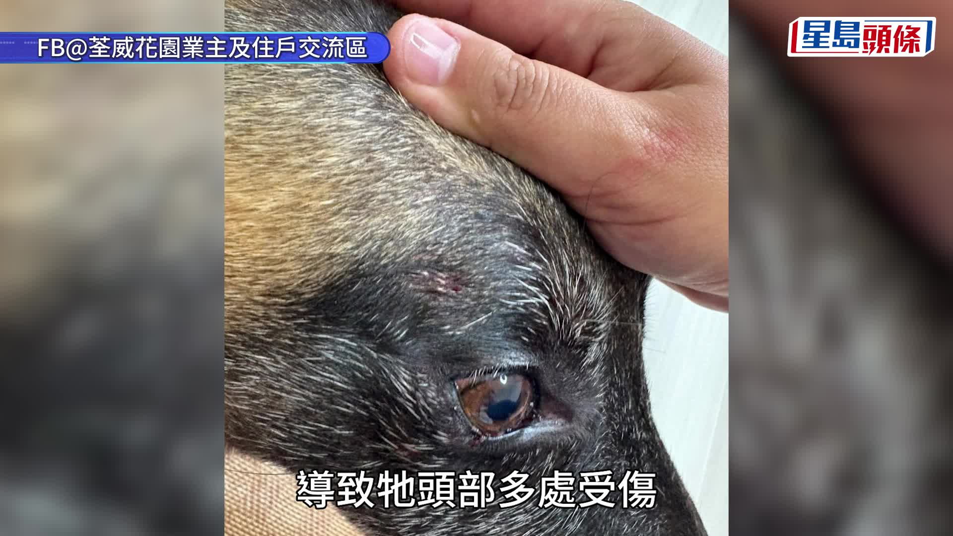 荃灣狗咬狗｜網民發帖指愛犬引水道散步 遇女子帶4狗無牽繩噬咬 事後不顧而去