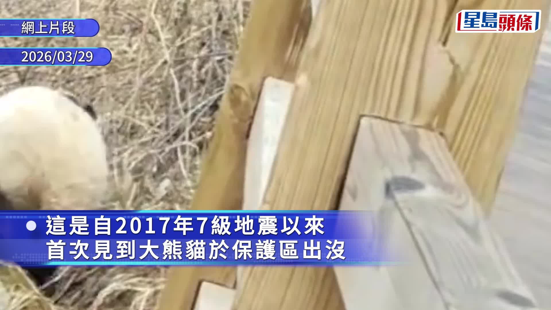 四川九寨沟7级大地震后，首次拍下野生大熊猫活动影片。红星新闻