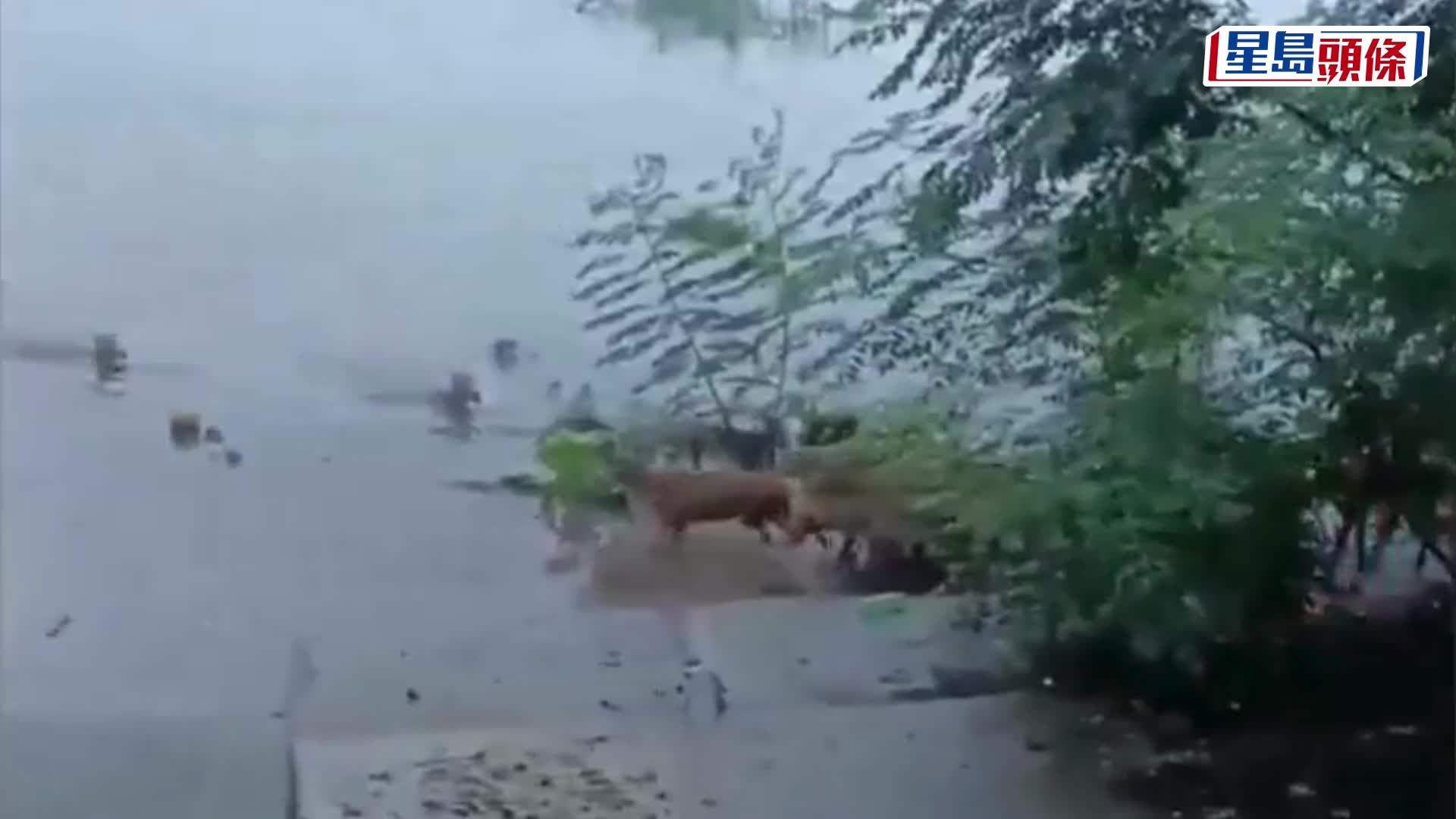 湖南暴雨︱洞庭湖水漲棲息地被淹 麋鹿群上岸避洪水街頭狂奔｜有片