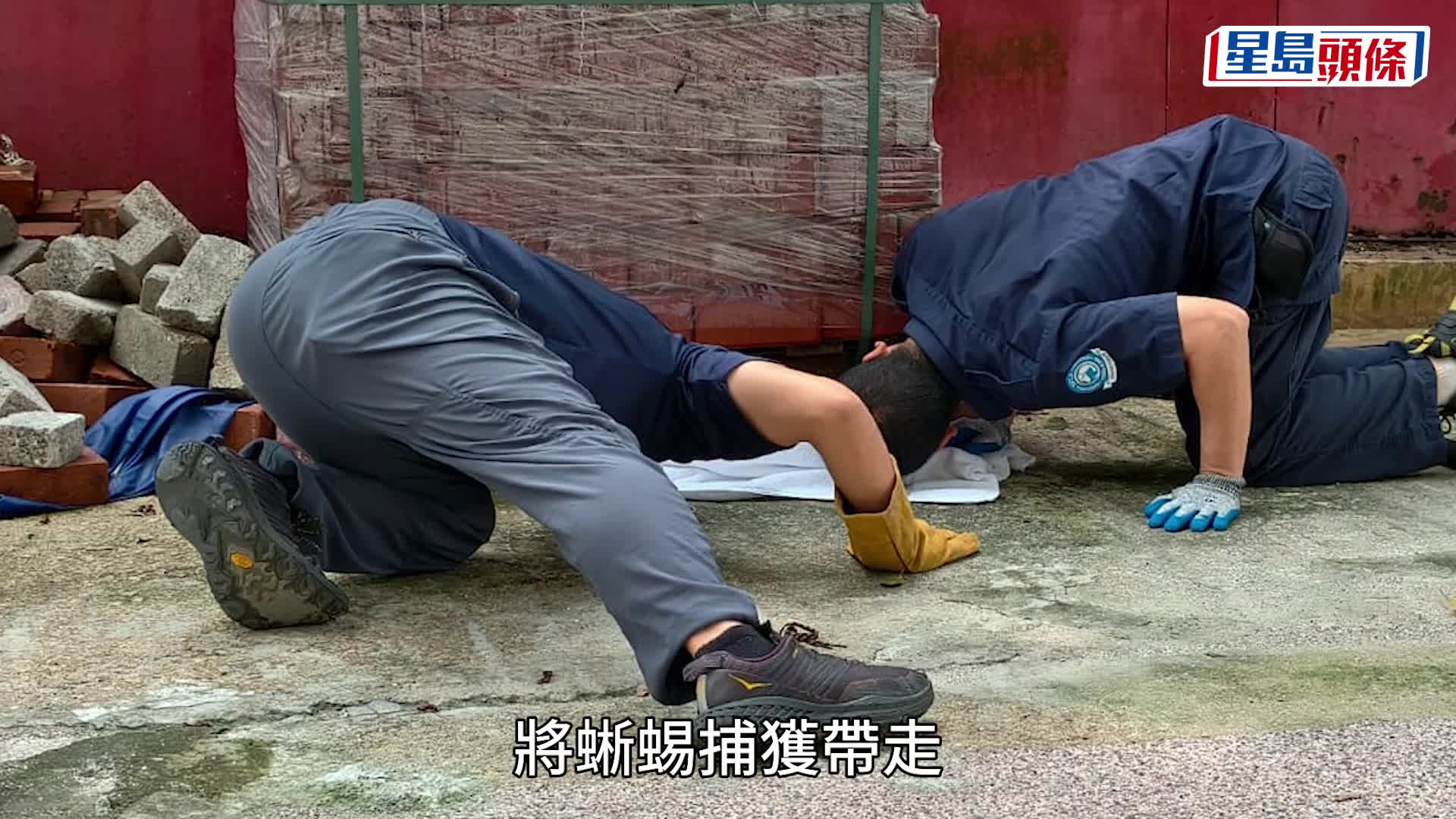 慈雲山兩蜥蜴「比武」嚇煞途人 愛協擒獲