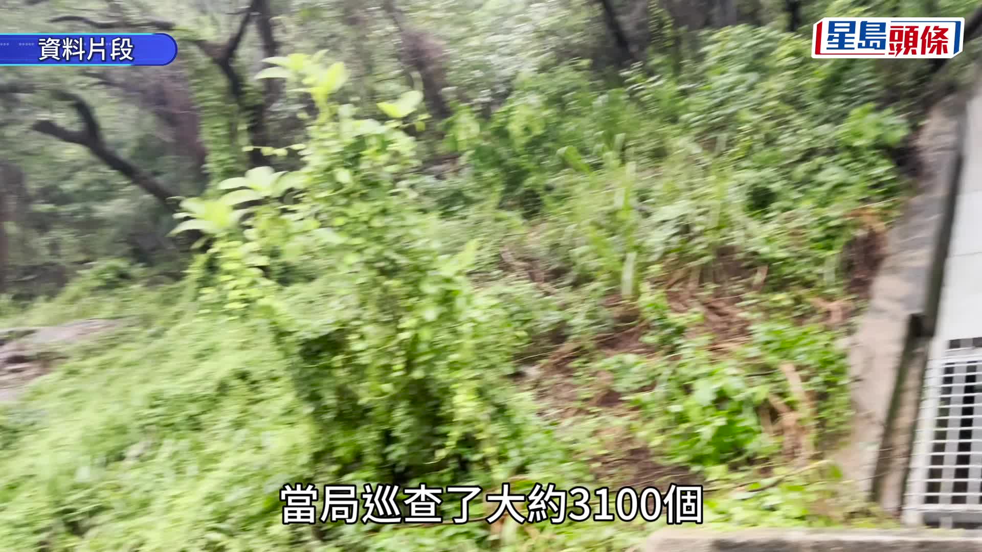 黑雨︱發展局展開善後特別巡查 已清理240易塞渠道、移除200危樹等