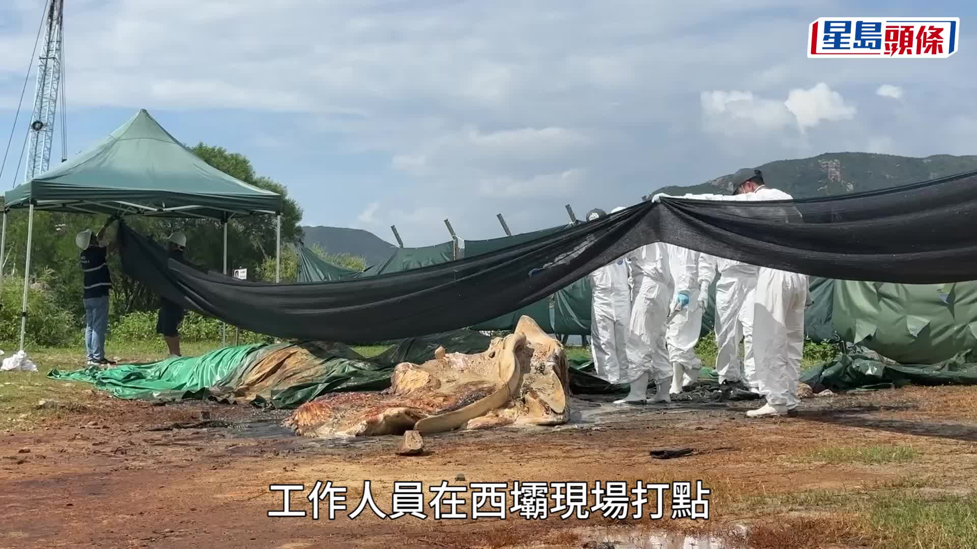 西貢鯨魚｜鯨魚屍體萬宜西壩就地掩埋 待自然腐化製標本研究