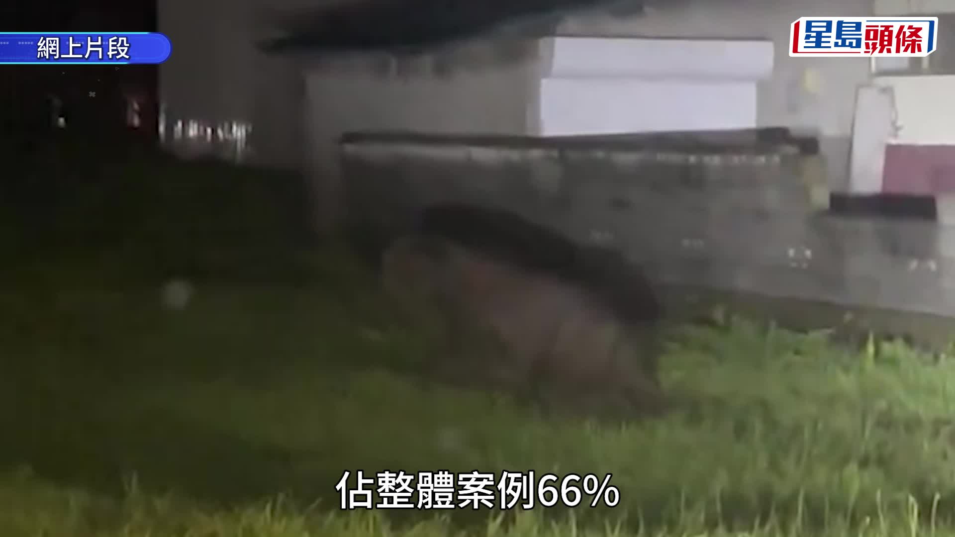 日本熊出沒 | 全國半年172人傷亡考慮出動自衛隊 白川鄉取消2周紅葉亮燈