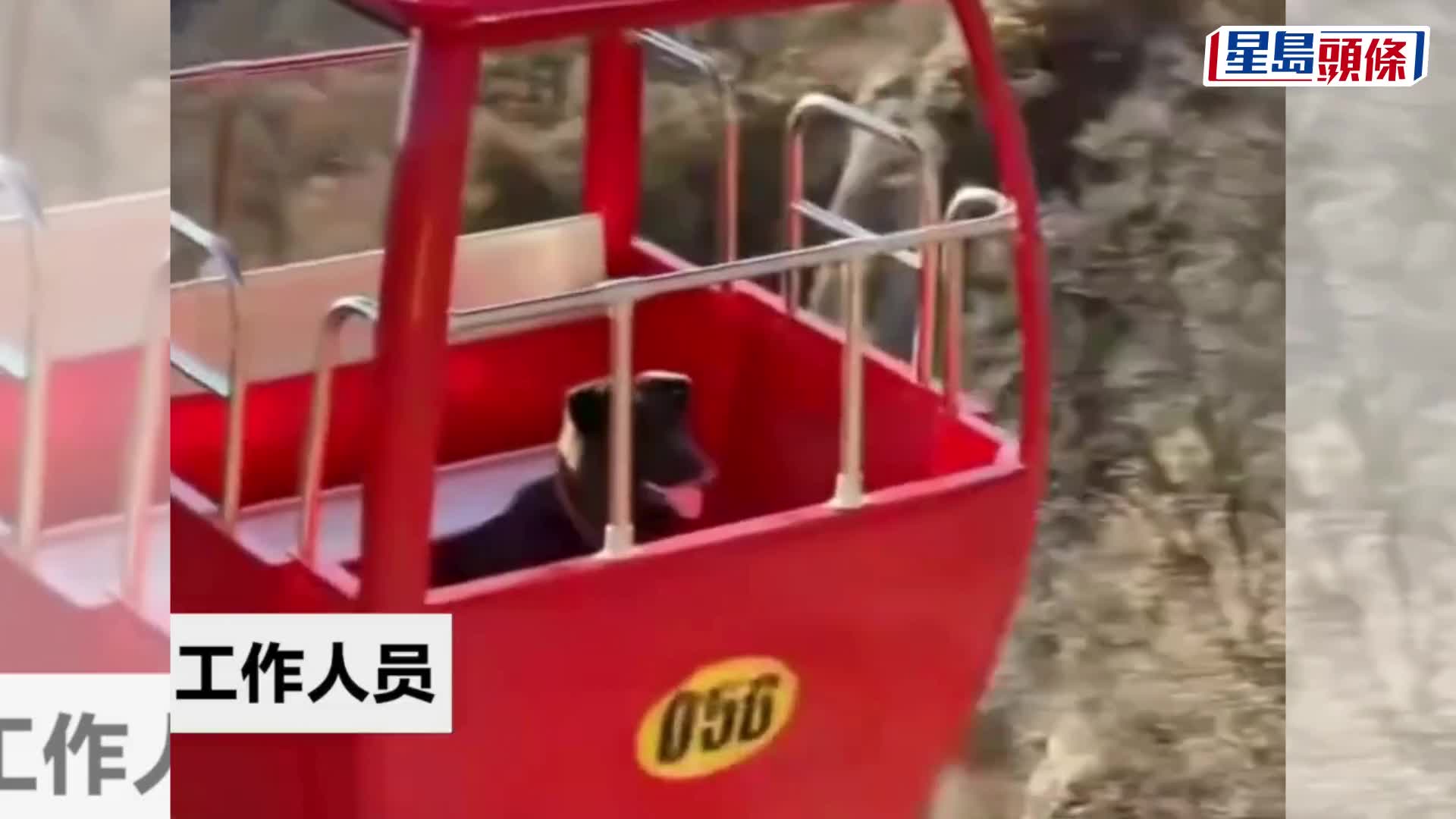 黑狗淡定獨自坐纜車上山，石家莊景區稱熟路自溜上車。