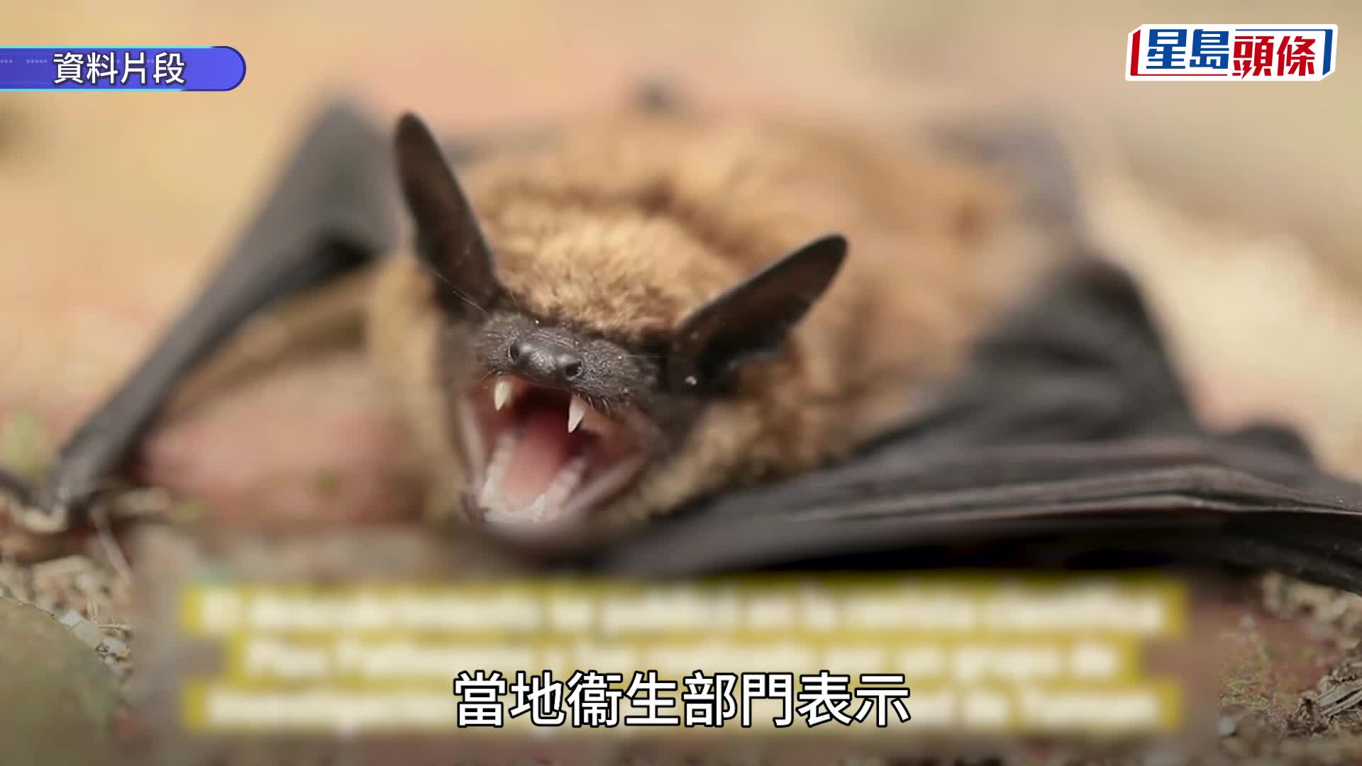 泰国境内果蝠验出强毒性尼帕病毒  曼谷等3机场实施旅客筛查