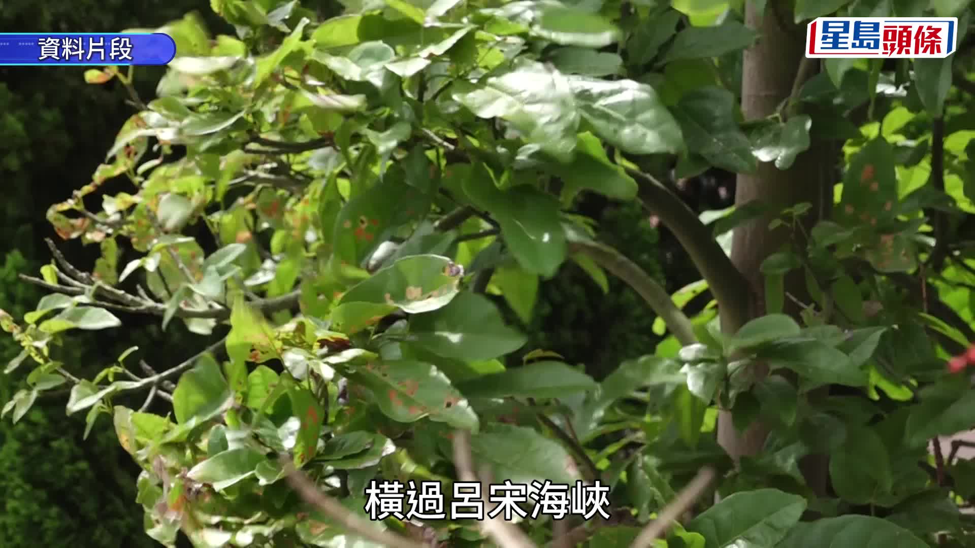 天文台︱熱帶氣旋「紅霞」首報路徑出爐！料增強為颱風 周日凌晨闖港300公里內登陸廣東沿岸