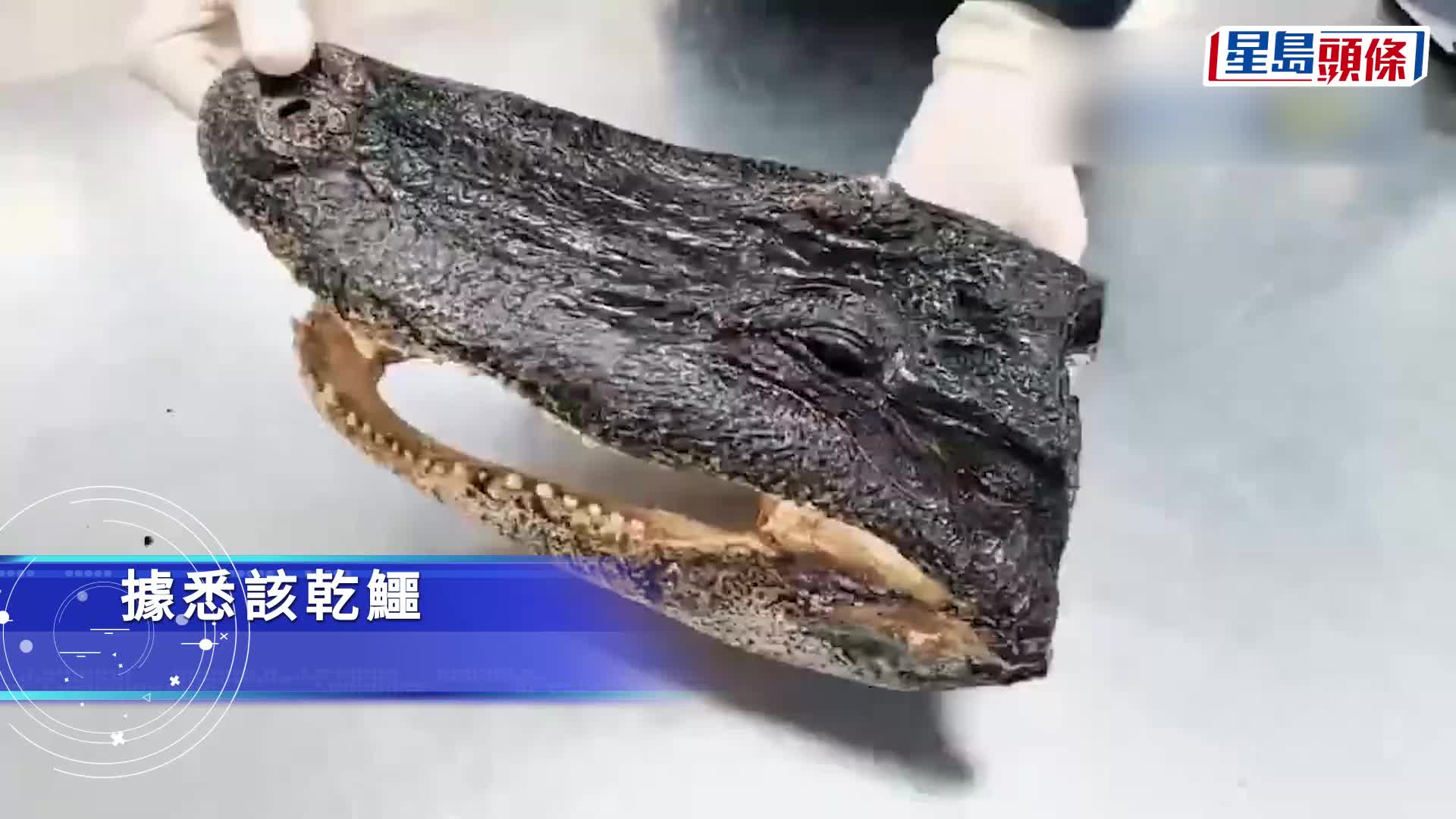 深圳灣海關查到一個鱷魚頭。
