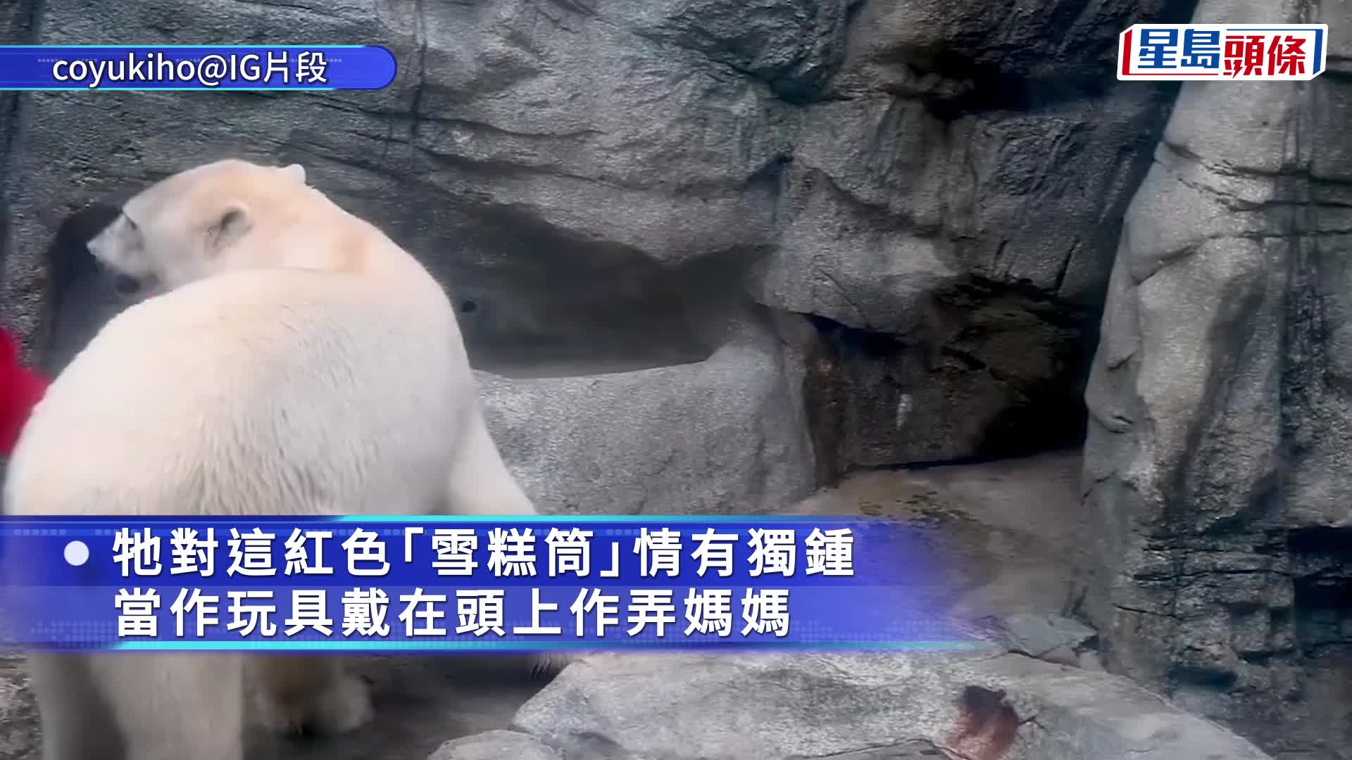 日本小北極熊「MOMO太」萌爆 對雪糕筒情有獨鍾 搶輸還對媽媽還手