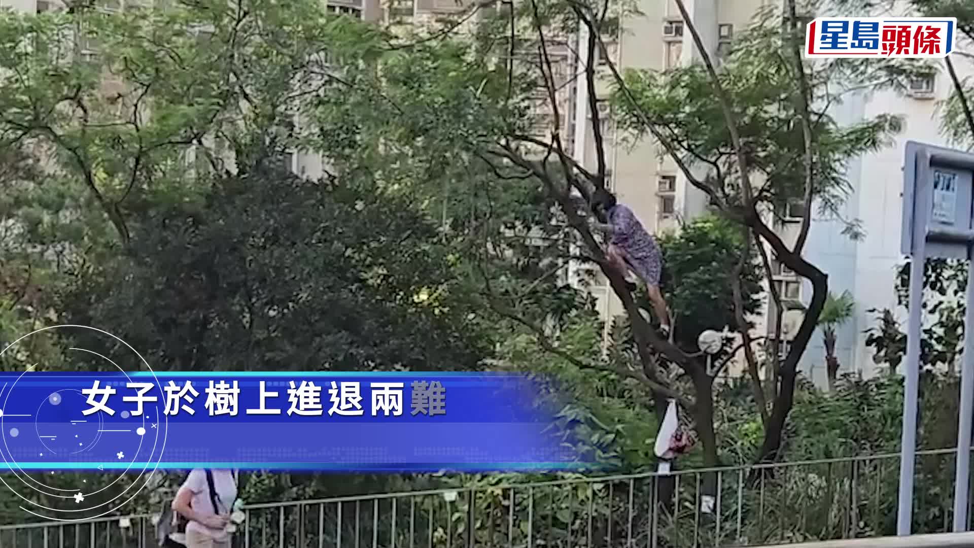 有片｜黃大仙碎花長裙女攀10米高樹 疑進退兩難途人圍觀