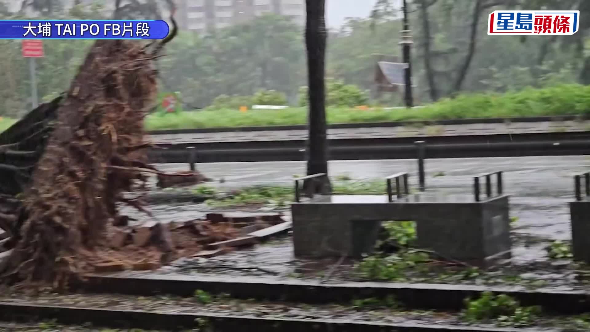 颱風紅霞｜大埔同茂坊塌樹壓多車 太和路大樹連根拔起