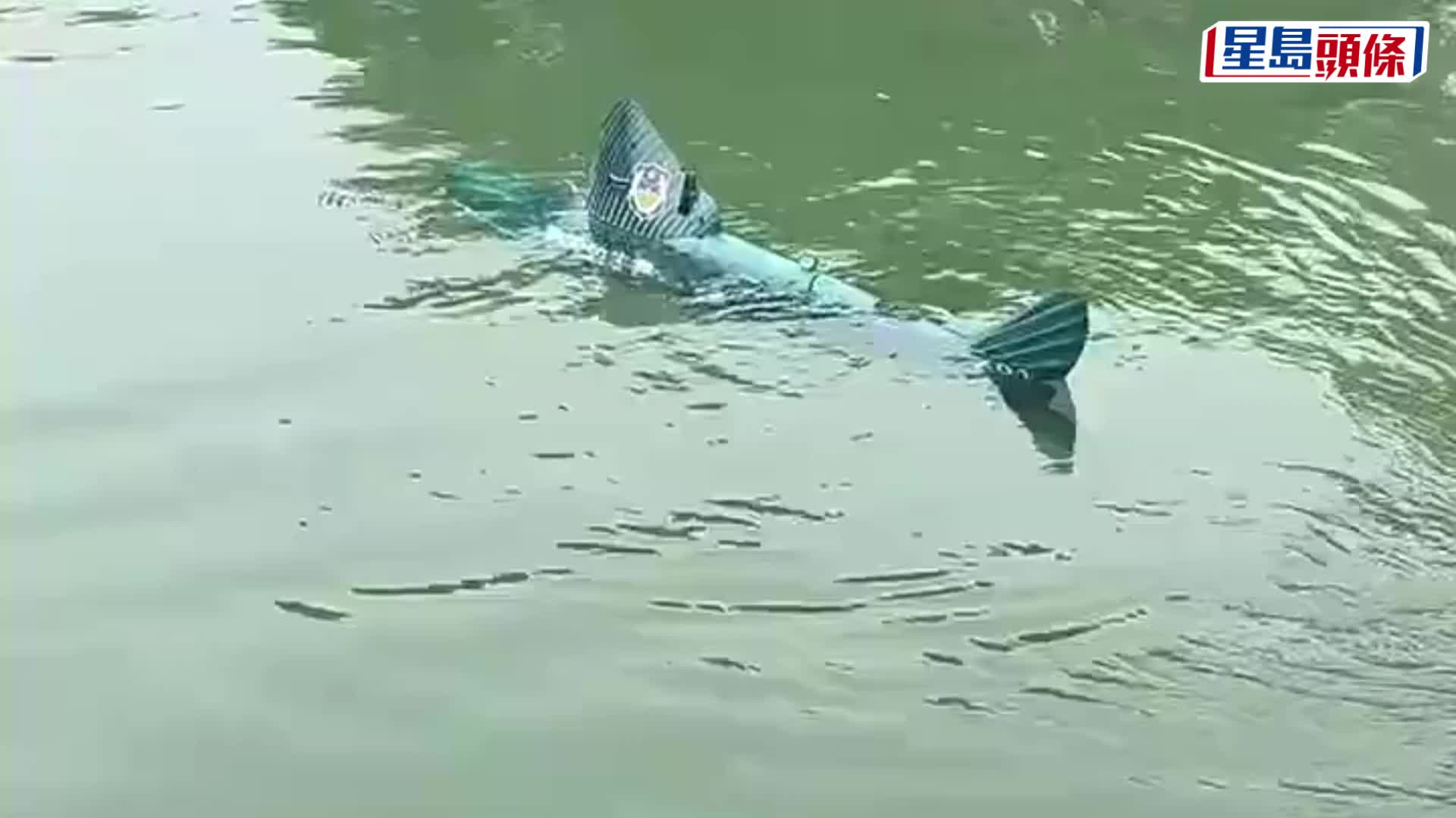 西湖仿生機械青魚上崗巡邏，潛10米深助排查還能定位助撈手機。