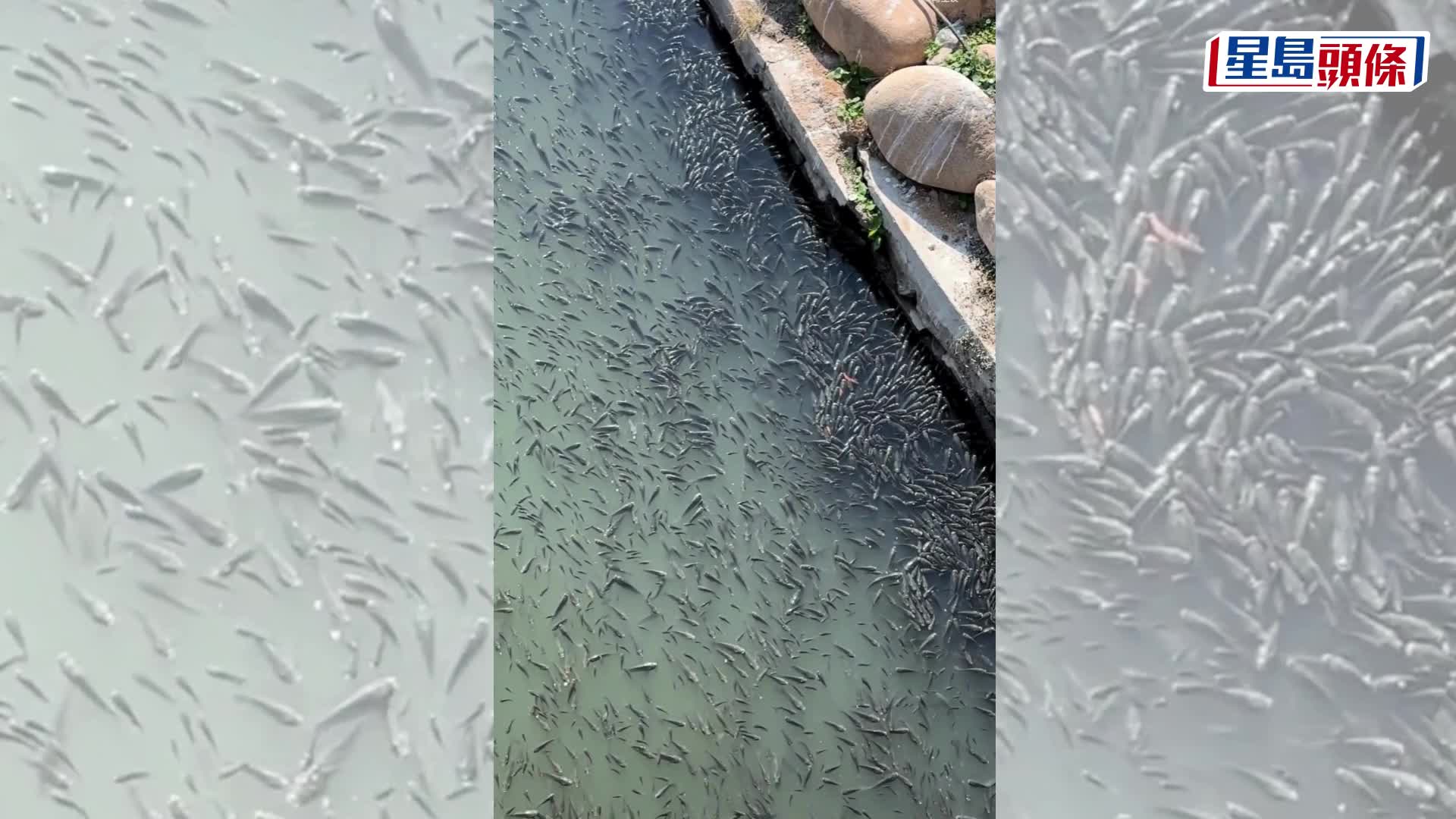 溫州一河面密集佈滿羅非魚，疑因太凍浮上水面曬太陽。