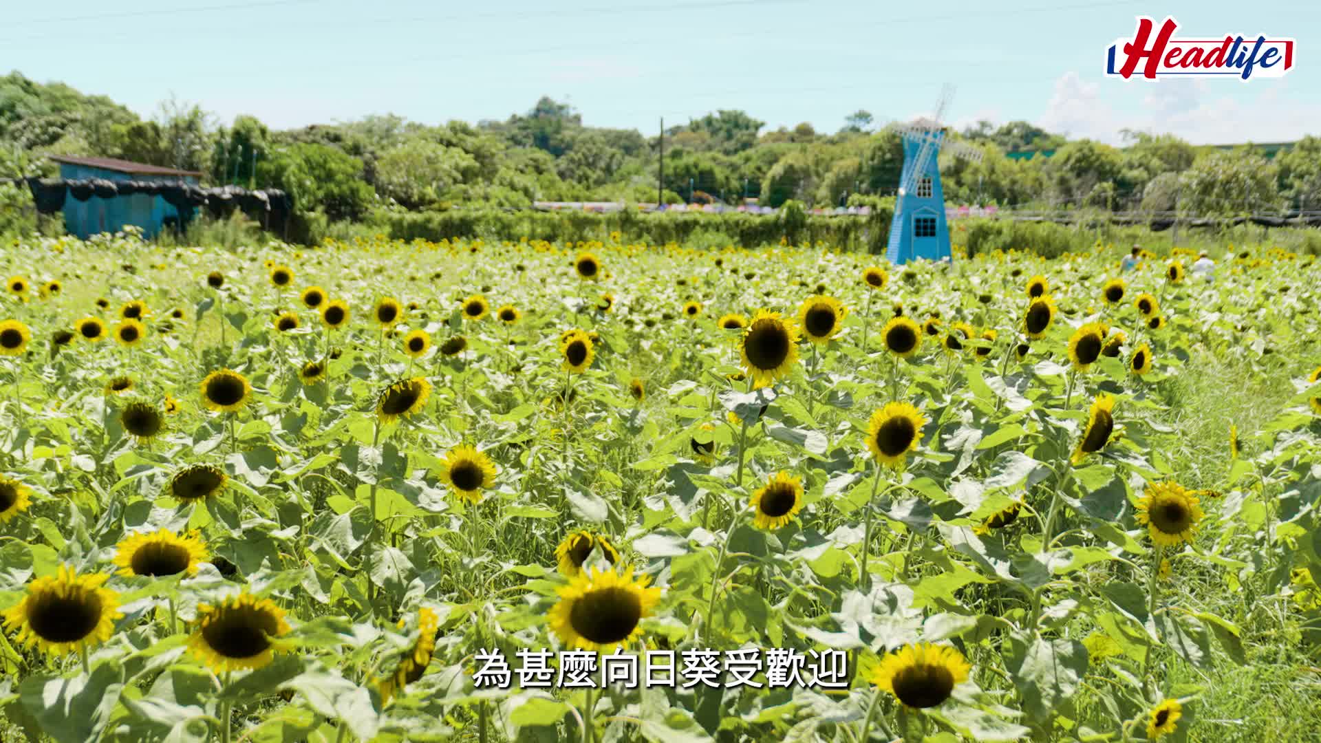 信芯園向日葵壯觀花海搶先預覽！4大太陽花花海打卡攻略 逾3萬呎花田種滿金鑽/香吉士/傲雪