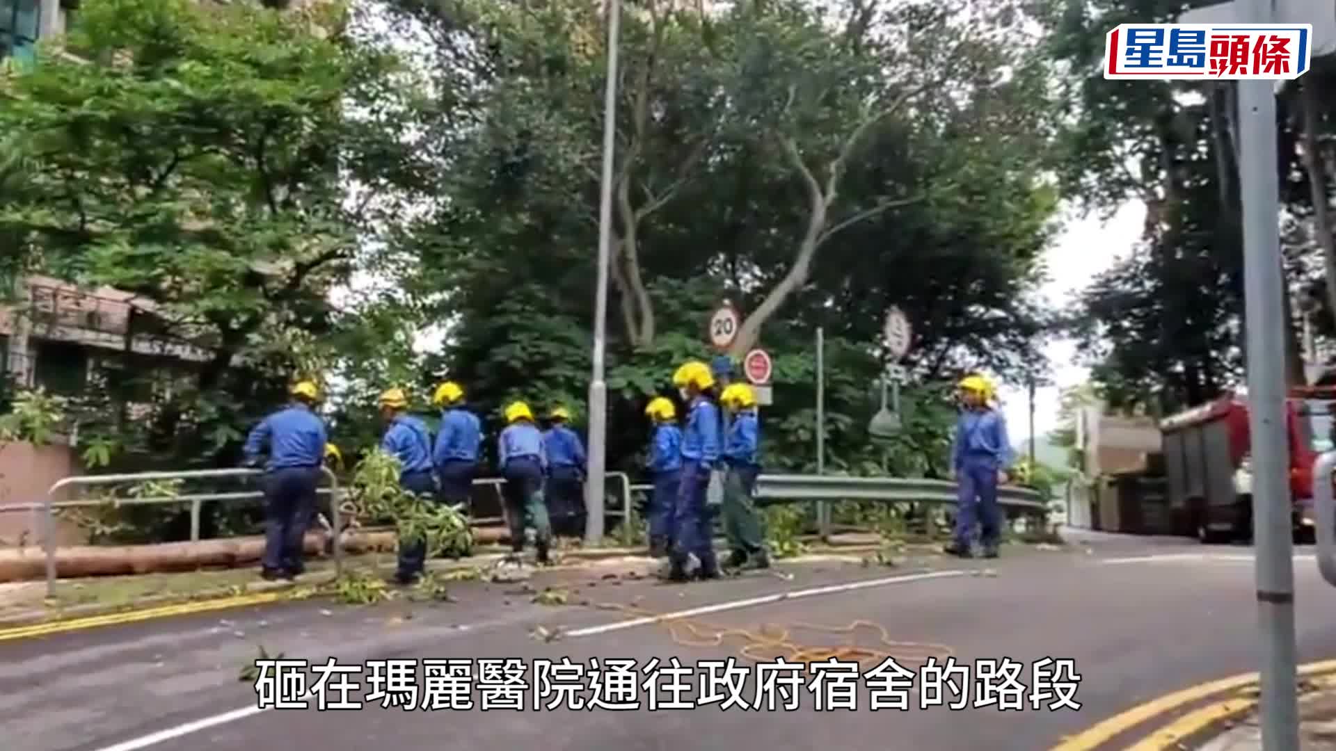 瑪麗醫院旁大樹塌下阻行車路 消防到場鋸樹