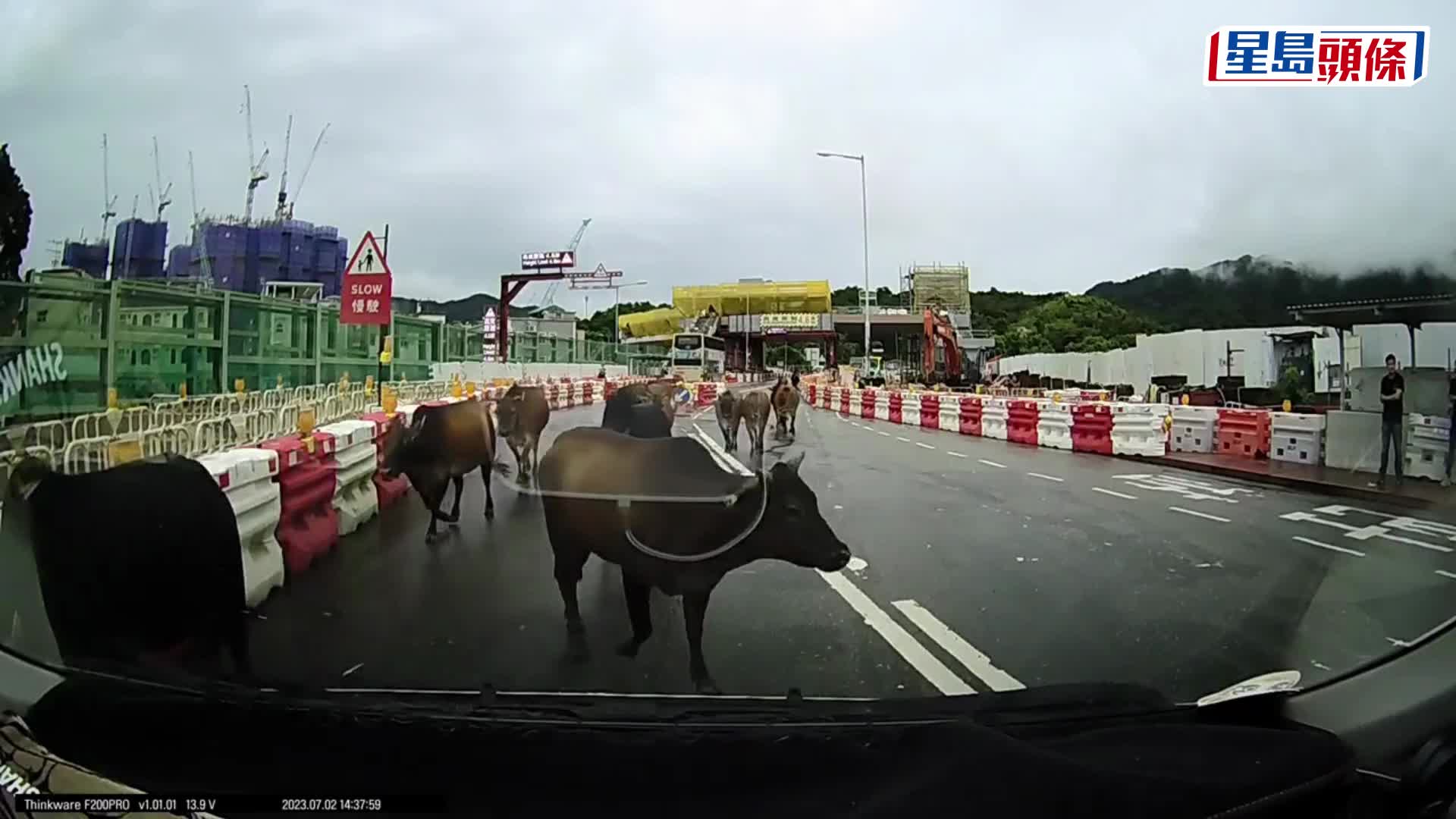 「林寶」大軍現身西沙路 遇上紅色法拉利冇有怕
