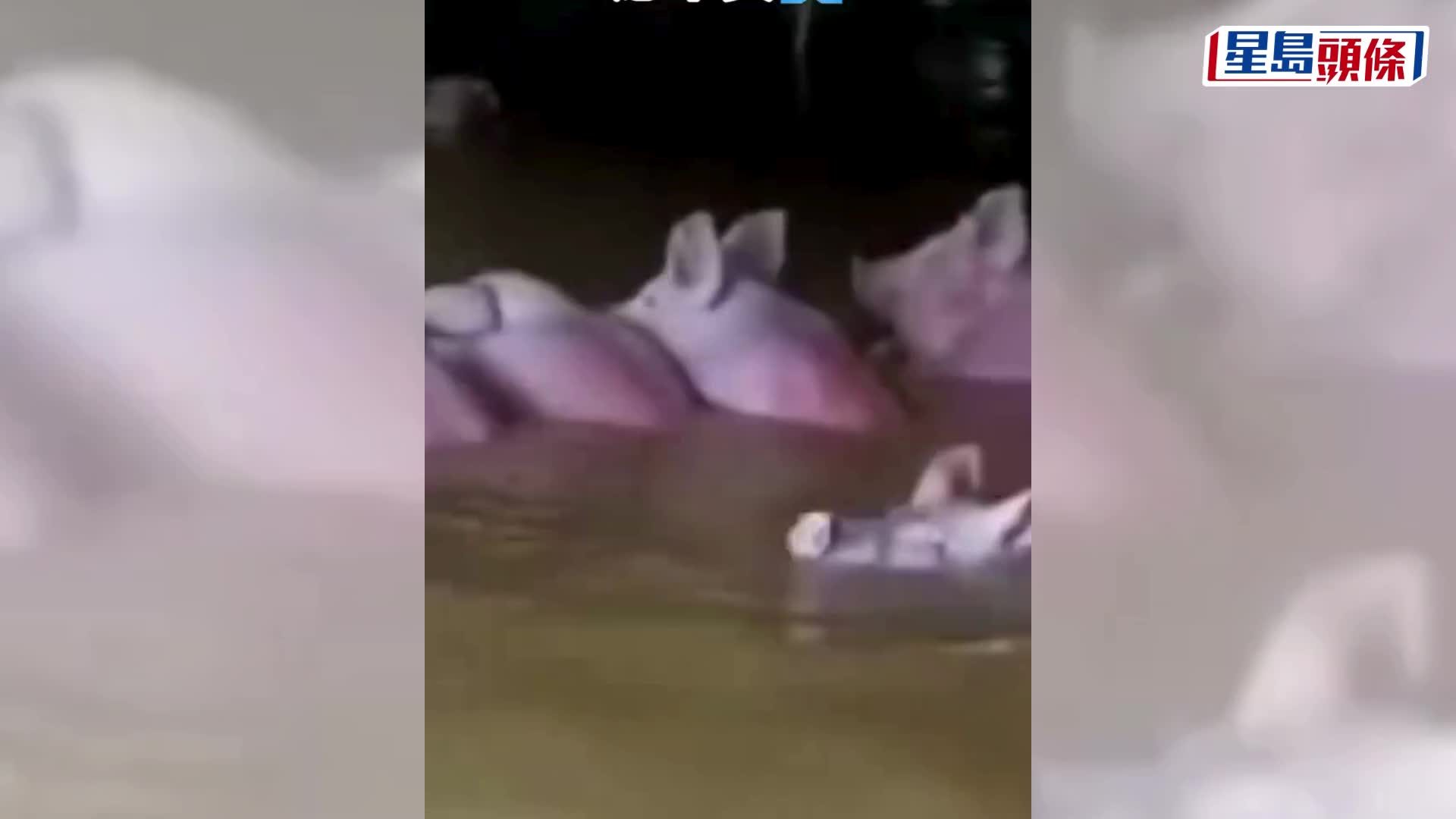 湖北咸豐暴雨，多輛車被洪水沖走，很多店舖被淹。