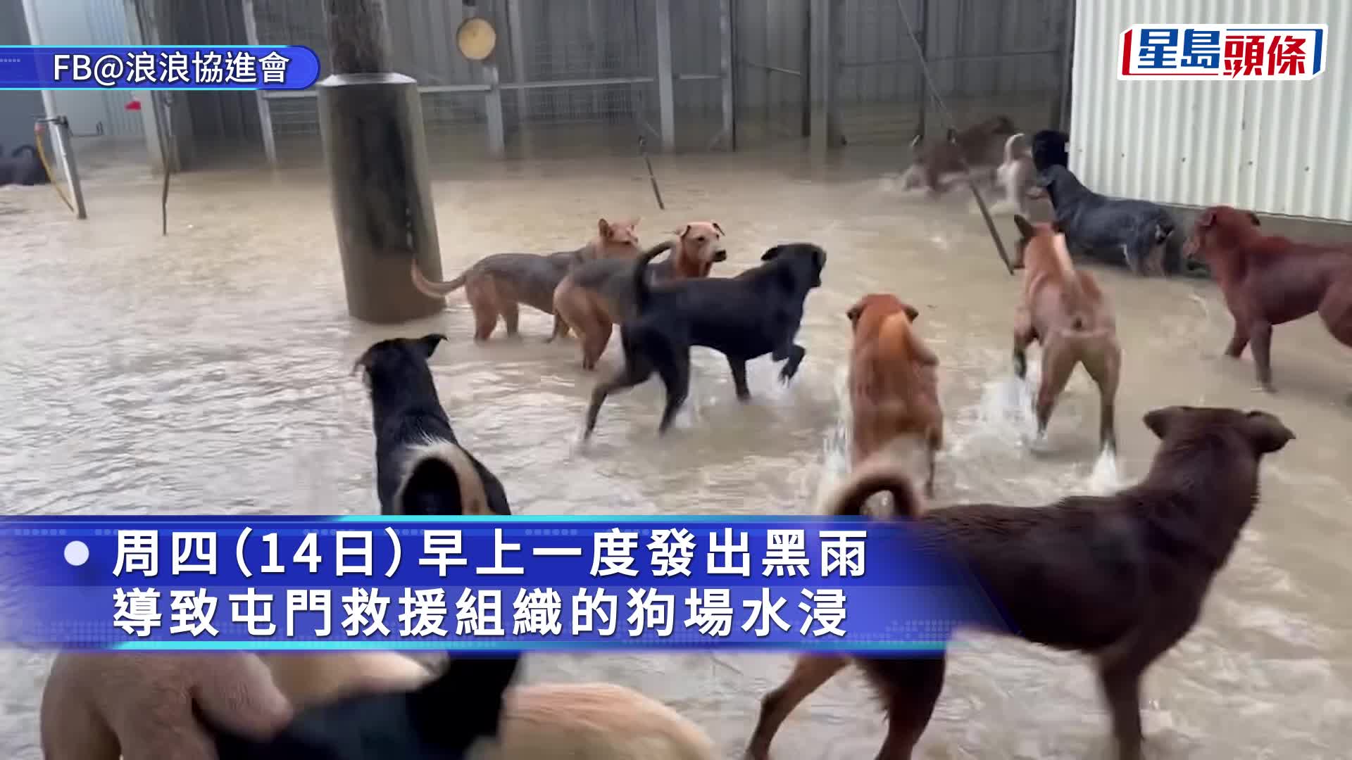黑雨下屯門狗場大水浸 成個海咁160隻狗受威脅 狗狗眼神勁無奈