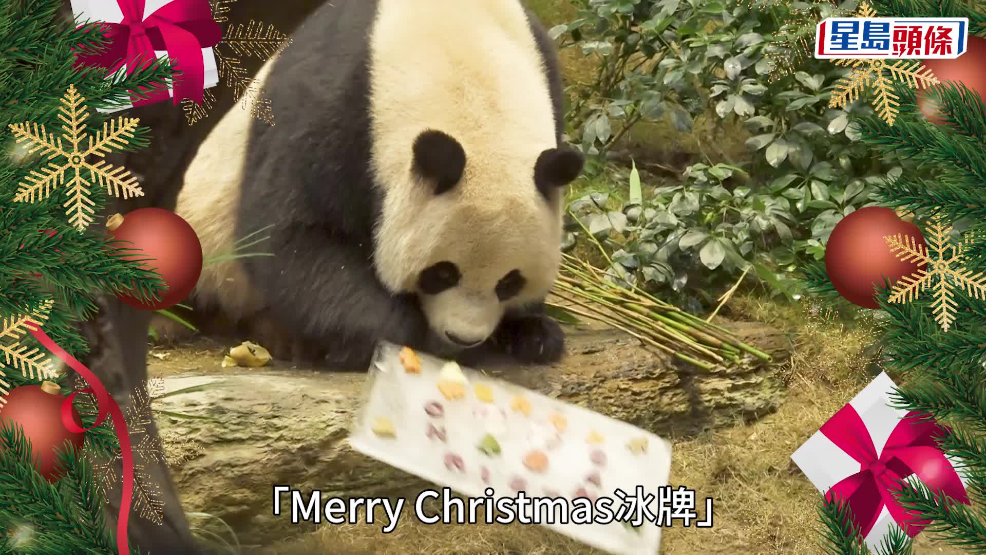大熊貓安安可可首度在港過聖誕 海洋公園準備聖誕禮物 安安大快朵頤「將肚腩當做枱」