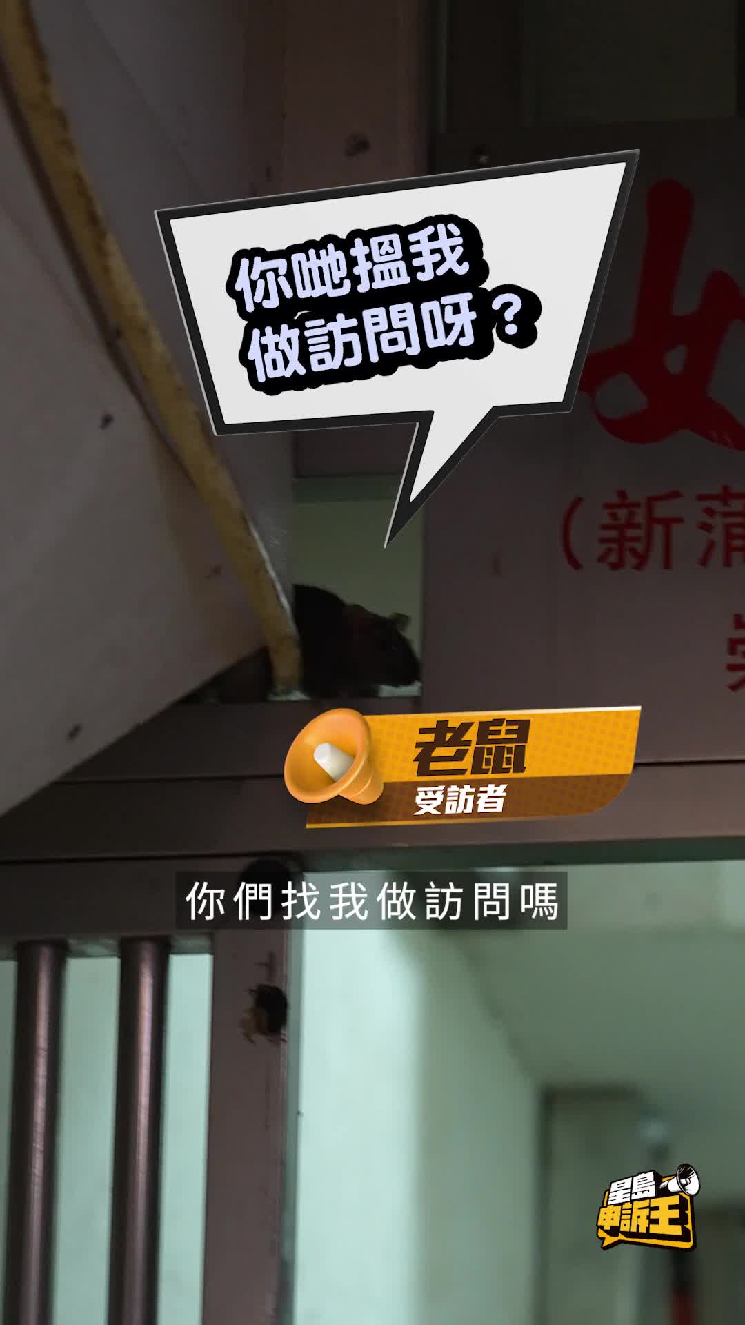 星島申訴王｜直擊新蒲崗唐樓「老鼠派對」 住戶無奈：走到入屋！