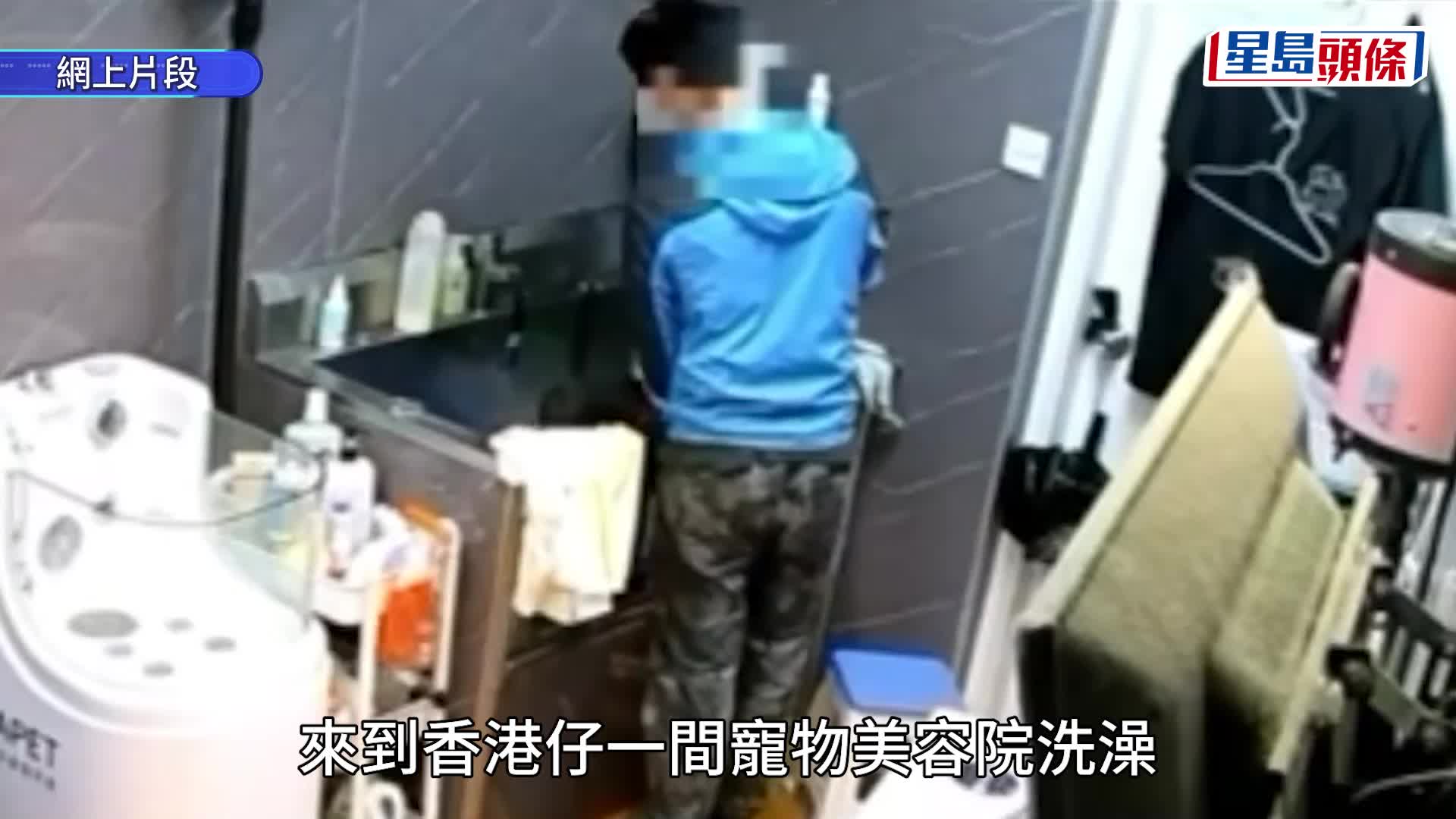 一隻11個月大貴婦犬在香港仔一寵物美容院洗澡期間，懷疑遭店員以花灑拍打頭部。