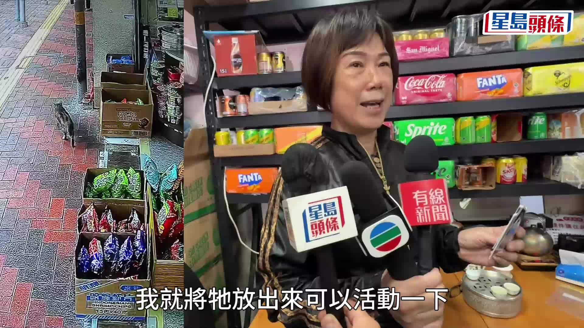 荃灣士多2歲貓咪遭四眼男偷走 女貓主：快啲畀返隻貓我