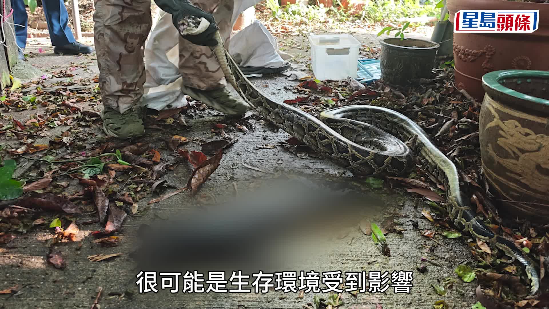 馬料水赤泥坪村2米緬甸蟒吞貓 遭蛇王擒拿受驚吐貓屍