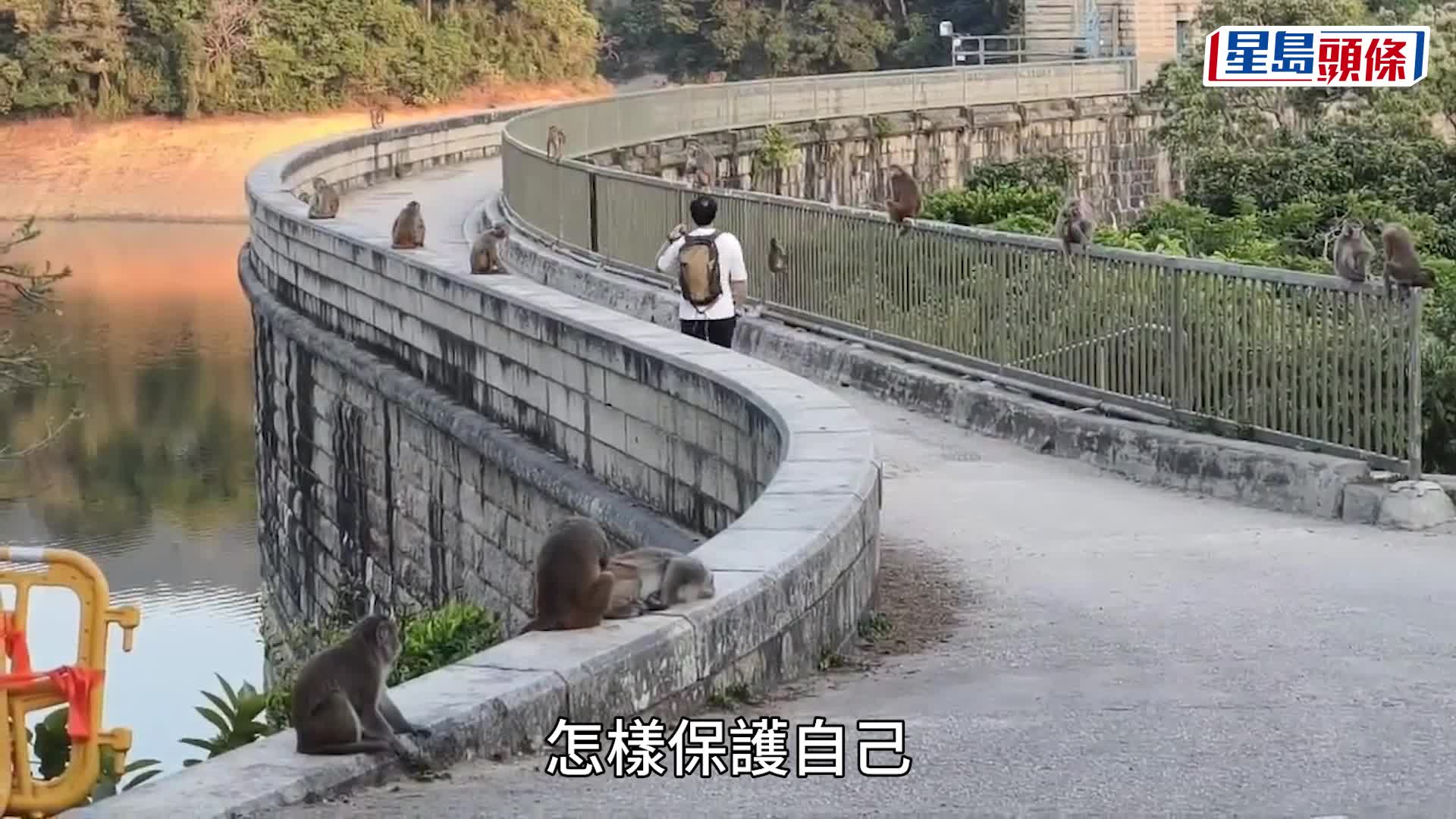 猴疱疹病毒｜37歲男遭金山猴子襲擊4個月後不治 行山客諗計自保：你唔撩佢都唔會攻擊你
