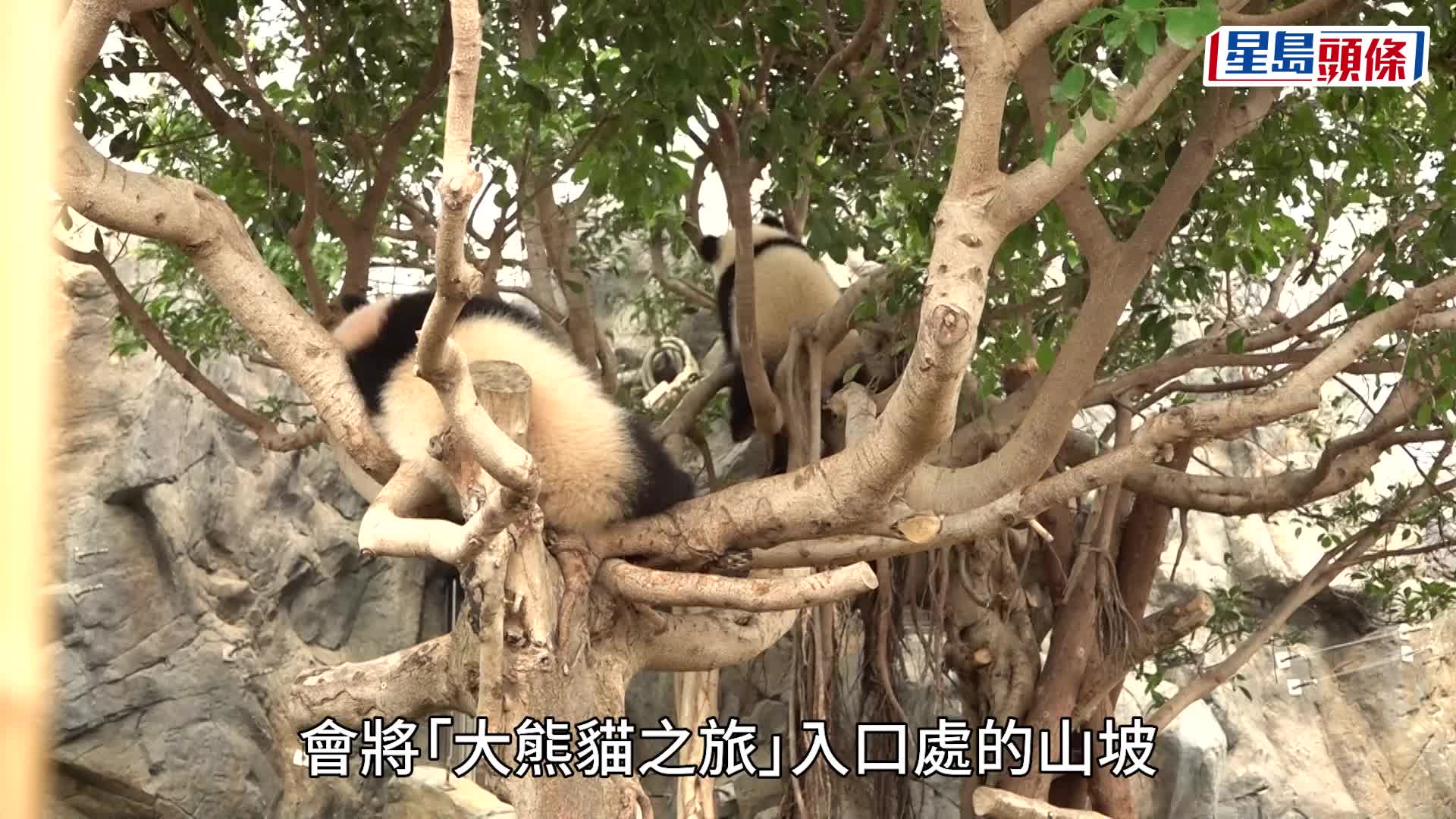 下周二起訪客到訪「大熊貓之旅」，可直接在展館外排隊，無需預先領取「時間票」。吳艷玲攝