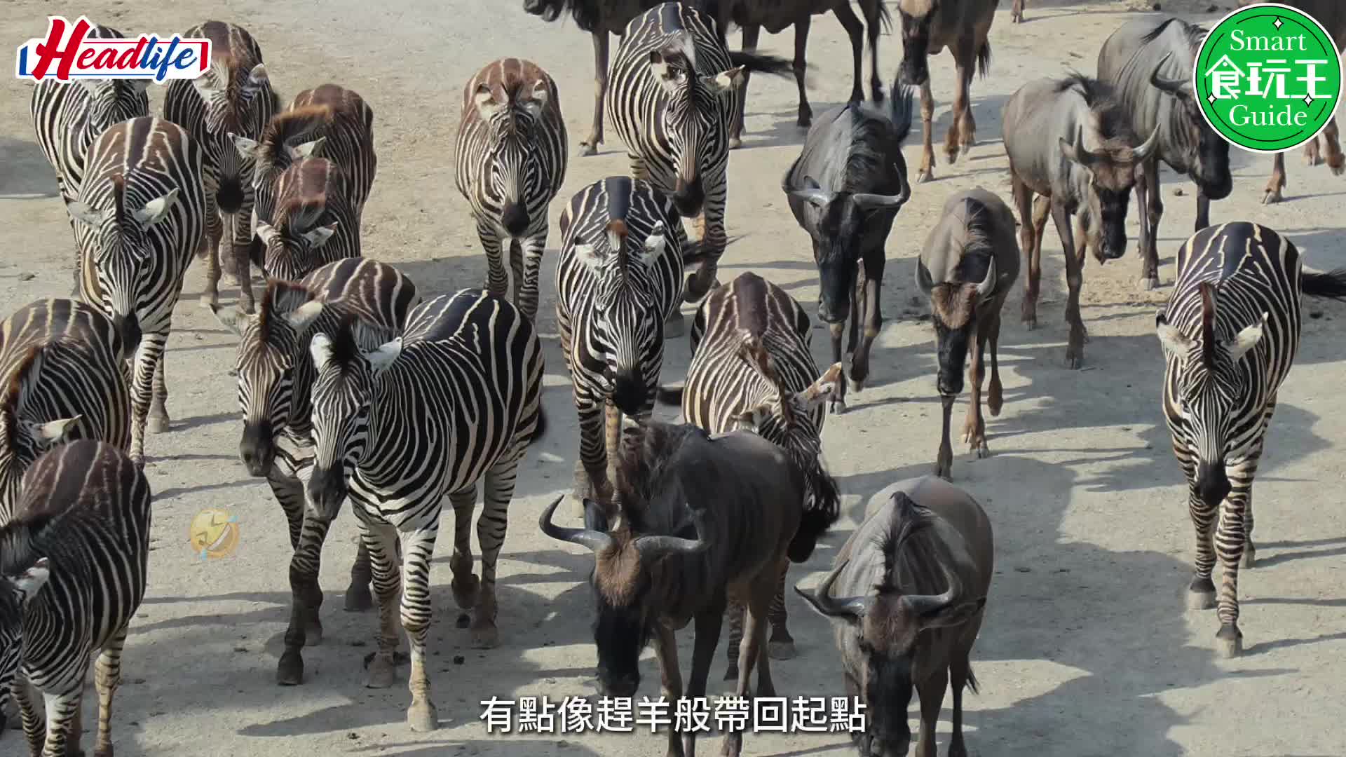 清遠長隆森林王國直撃4大必玩焦點！動物大遷徙/近距離接觸過百種動物/復古蒸汽火車/酒店入住心得！附交通/門票詳情