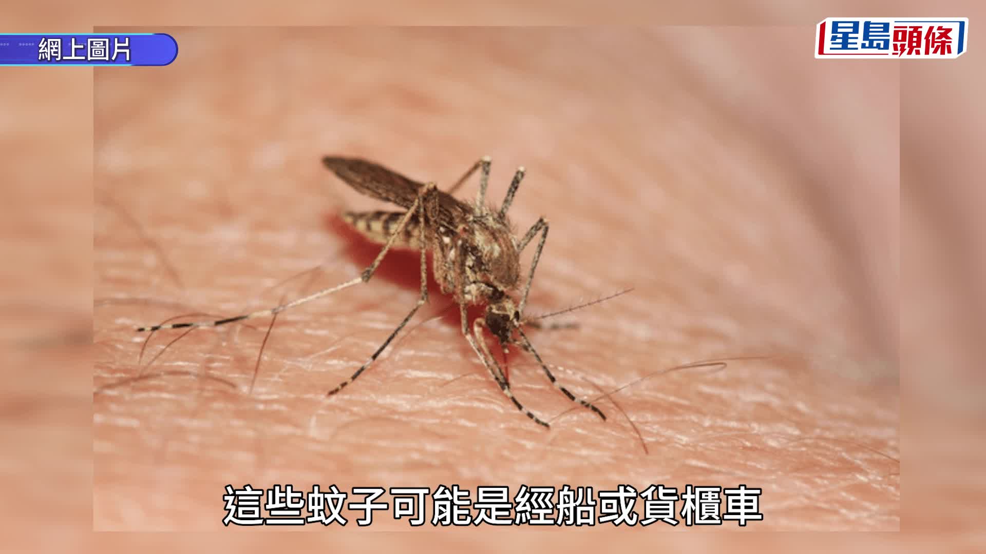 「無蚊天堂」失守 冰島首現蚊蹤 疑兩大因素所致