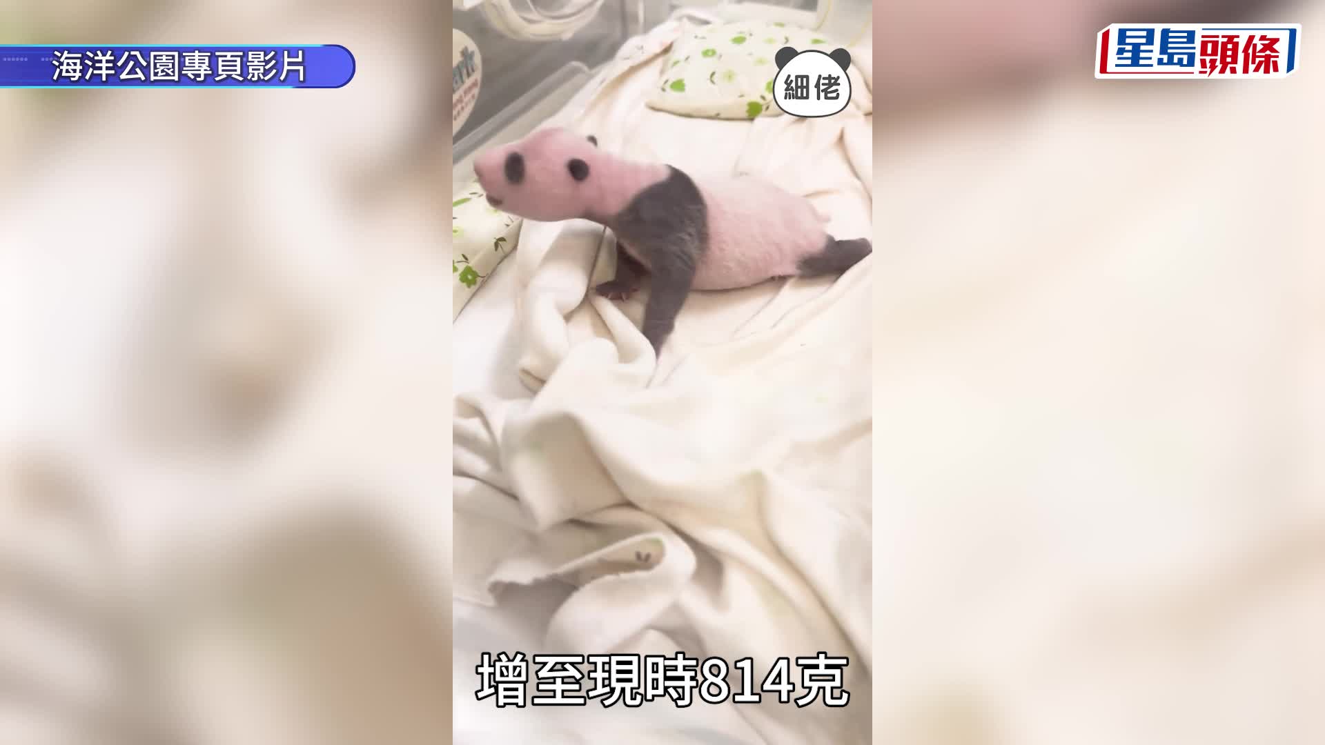 港產大熊貓︱龍鳳胎暴風成長今日滿月體重倍增 料兩周後離開保溫箱