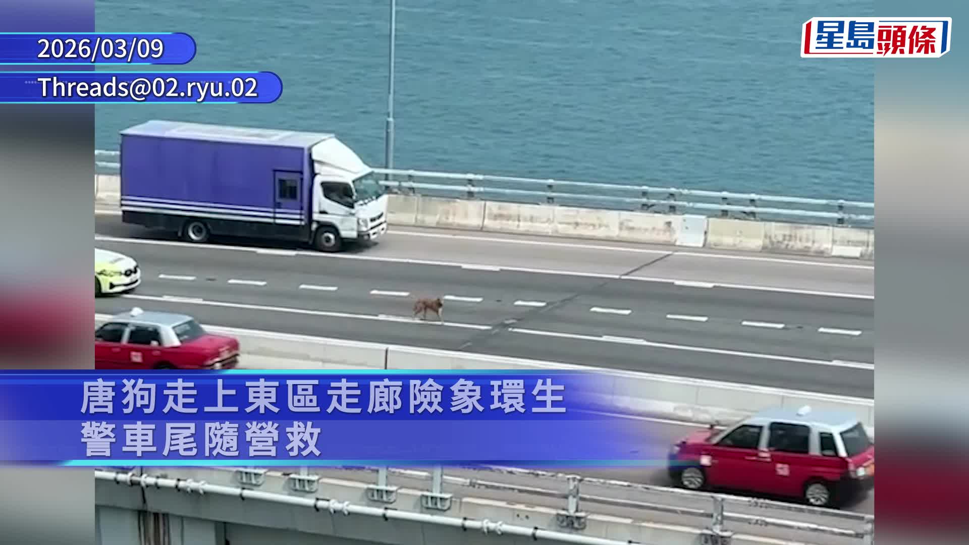 唐狗在東區走廊穿梭遊走。fb馬路的事 (即時交通資訊台) Bosco Chu