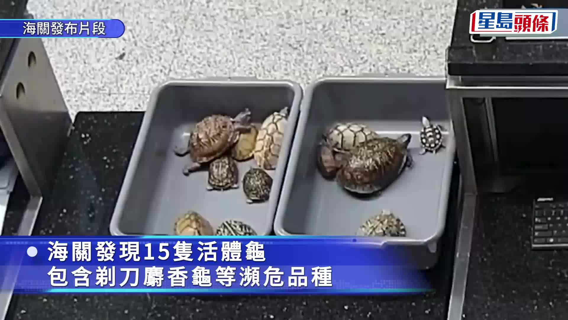 港珠澳大橋︱入境男神色驚青褲袋「脹卜卜」  搜出15隻重逾4公斤活龜︱有片