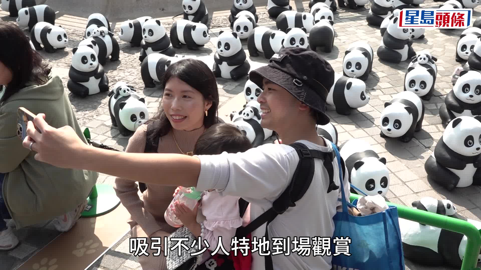 PANDA GO 香港遊｜今明星光大道展出  2500隻熊貓雕塑震撼眼球