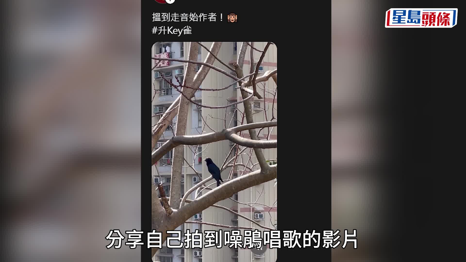 春回大地「升Key雀」强势回归 城市公鸡扰人清梦 网民直击真身扩胸飙高音一刻｜Juicy叮