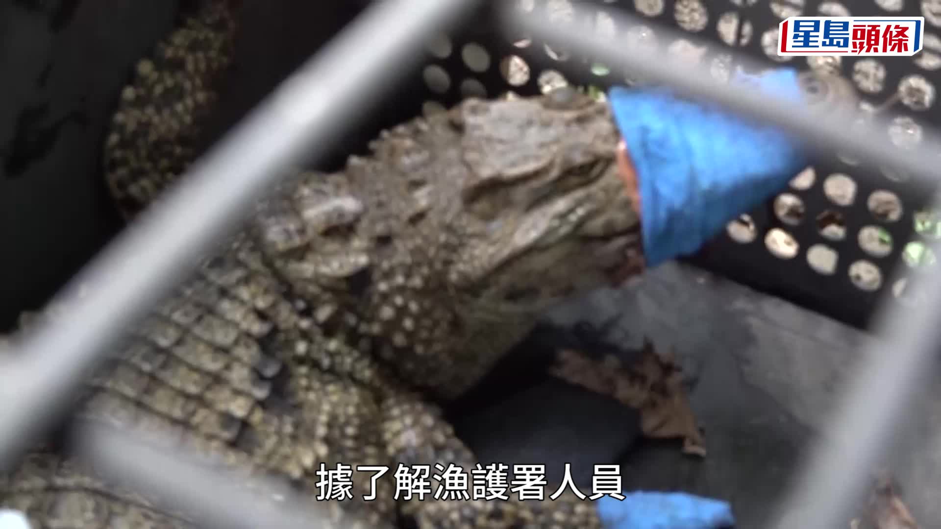八鄉有鱷魚｜海洋公園：料為4歲左右暹羅鱷 表現活躍暫居園內隔離設施