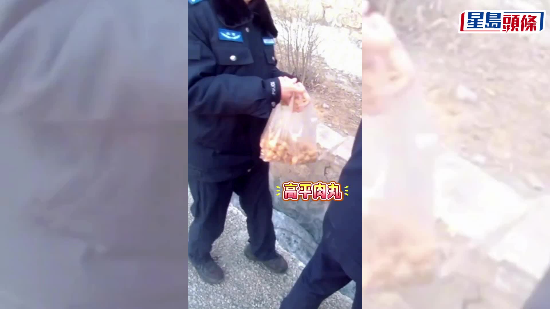 山西高速路上驚現非洲獅幼崽。