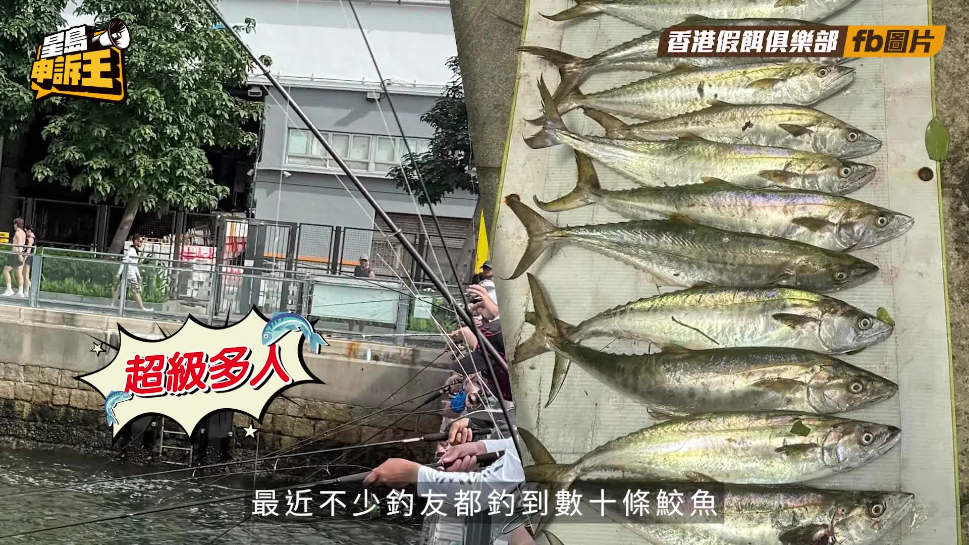 星島申訴王 | 鮫魚成釣魚界大熱 實測1小時收穫