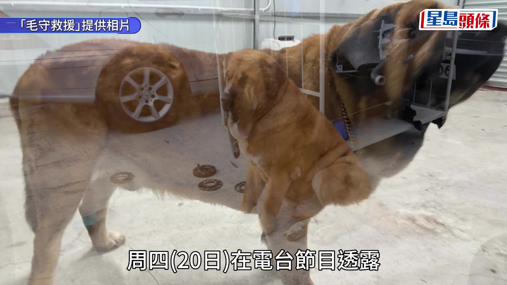 元朗狗咬狗｜大狗「拉里」性格頑皮好動 毛守引述狗主：對事件「非常愕然及遺憾」