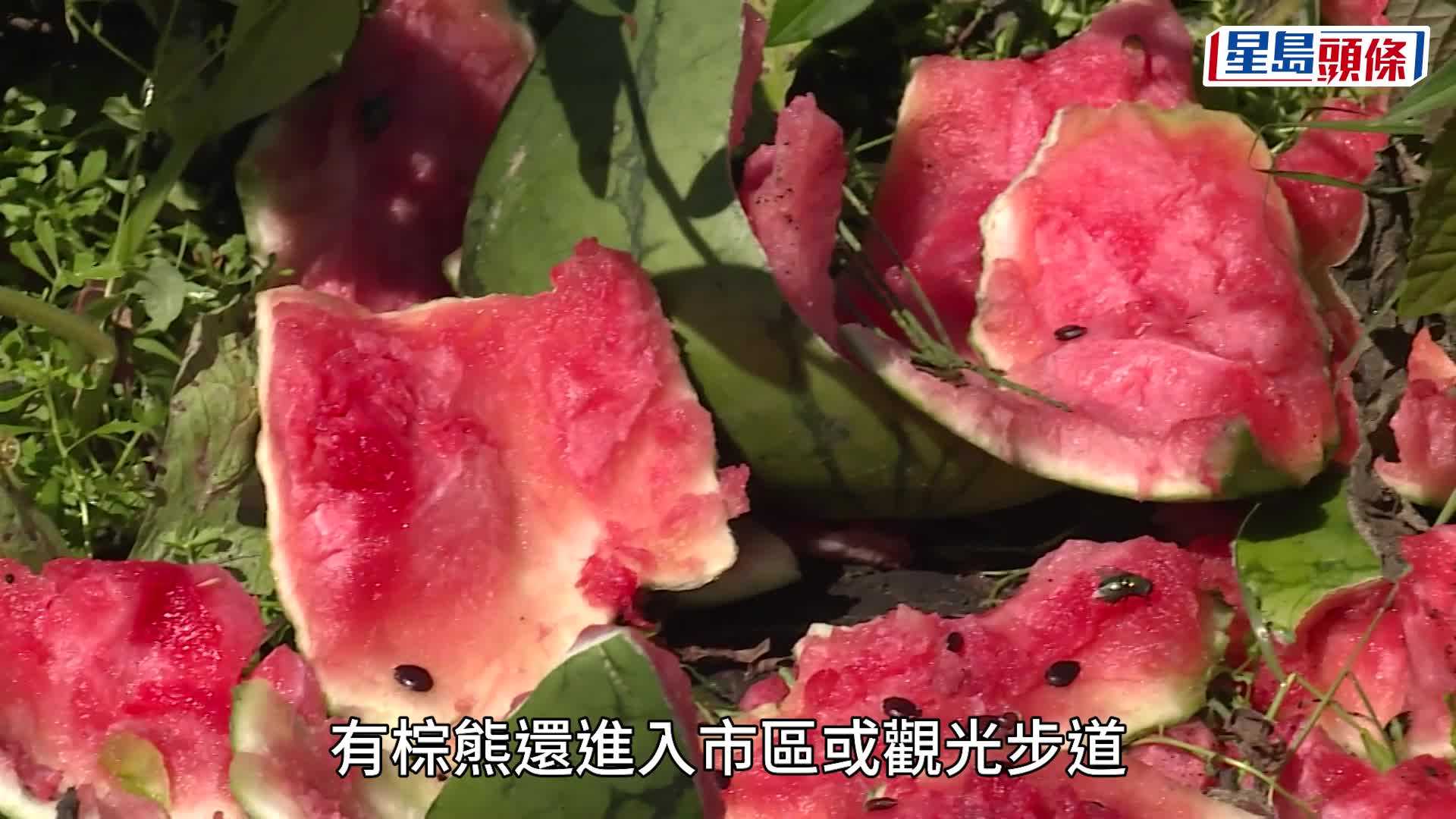 北海道熊出沒 | 駐札幌總領館提醒加強防範 縱橫遊、東瀛遊：暫未需更改行程