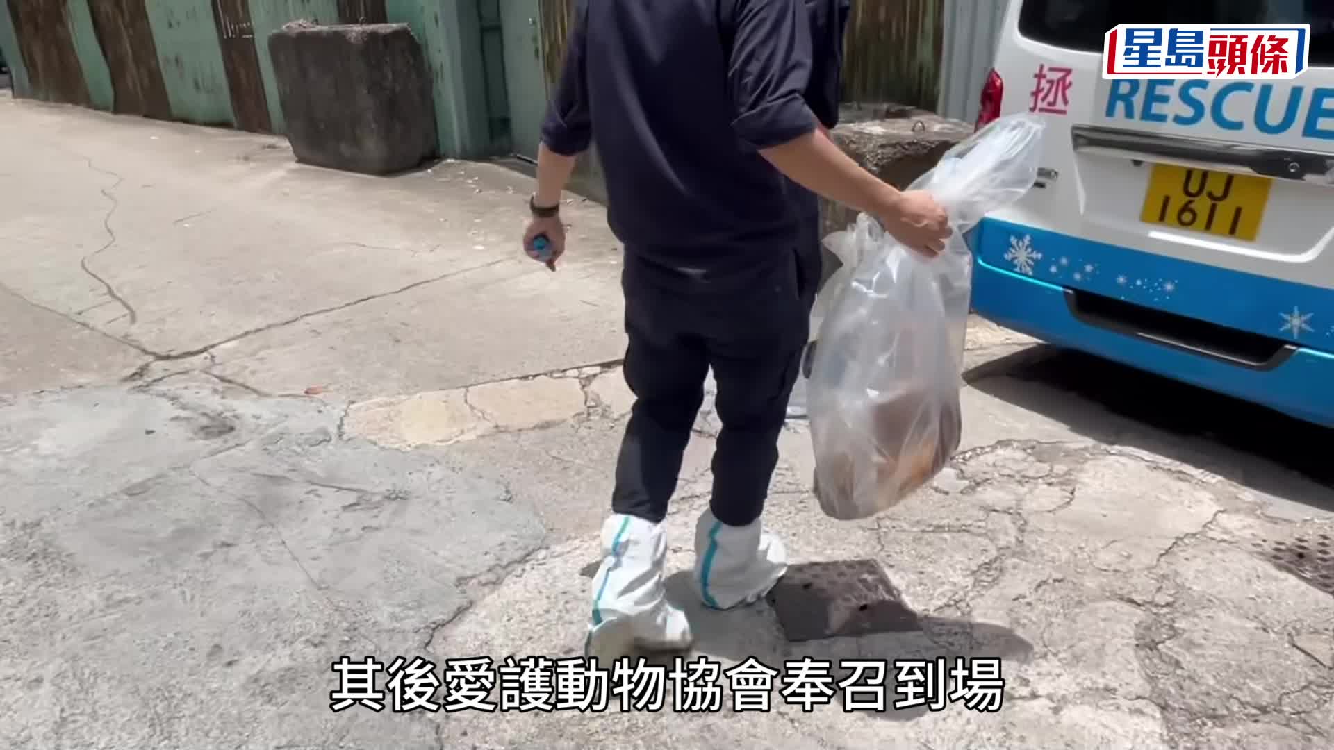 元朗新屋村單位傳惡臭 揭2狗伏屍遺3狗倖存 警列虐待動物尋主人