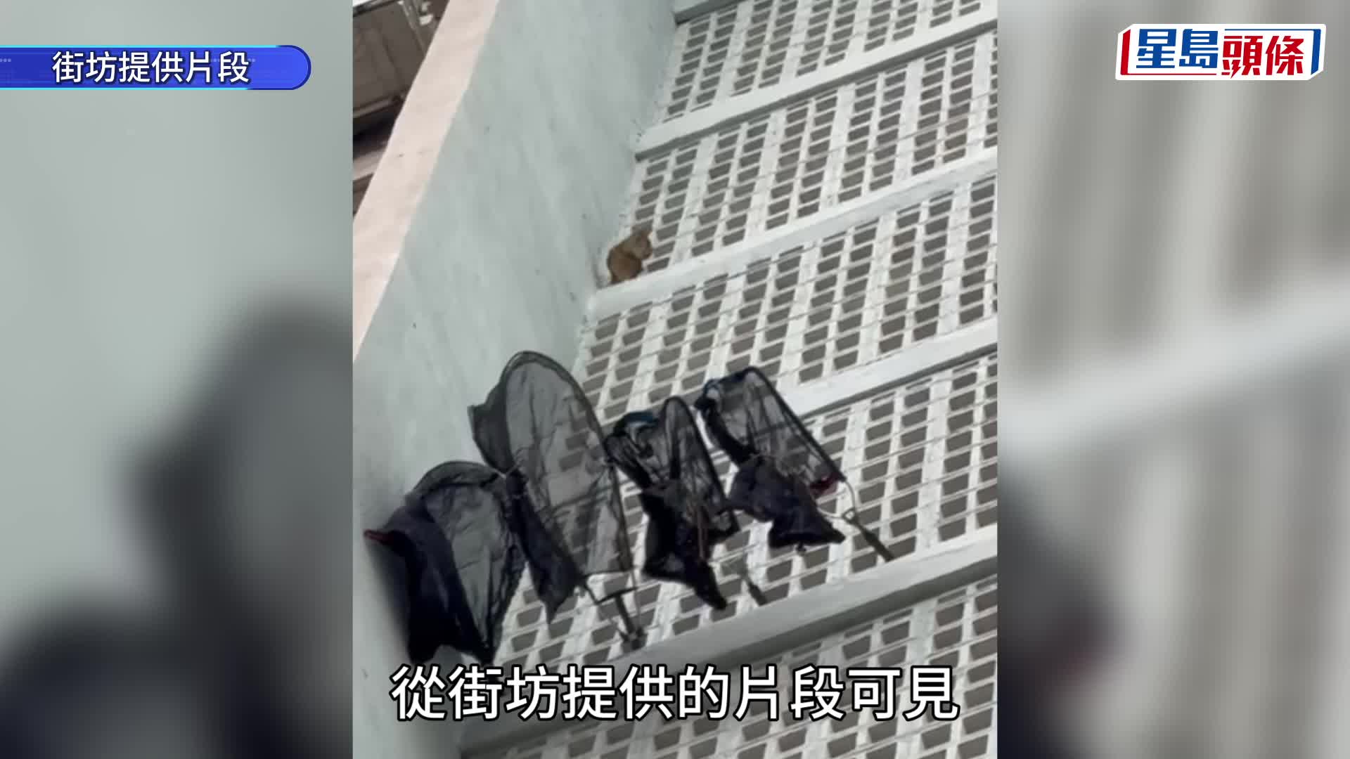 直擊驚險救貓過程！土瓜灣貓咪危坐11樓梯間通風位 愛協出手驚險救回
