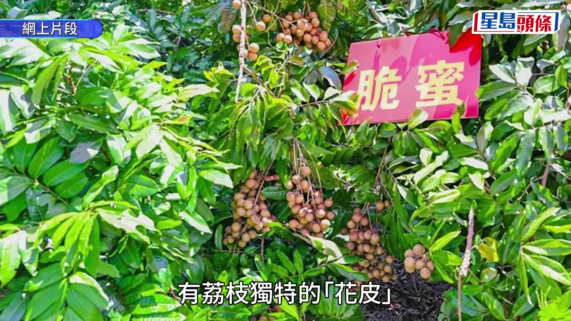 全球首款龍眼荔枝雜交果「脆蜜」9月上市  售價每公斤¥76元