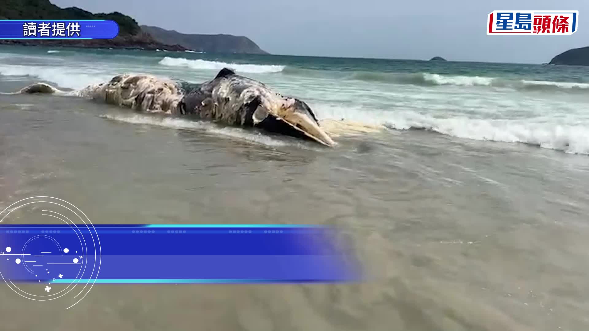 露營勝地西貢鹹田灣驚現腐爛鯨屍 內地行山客：一半沙灘都是臭的