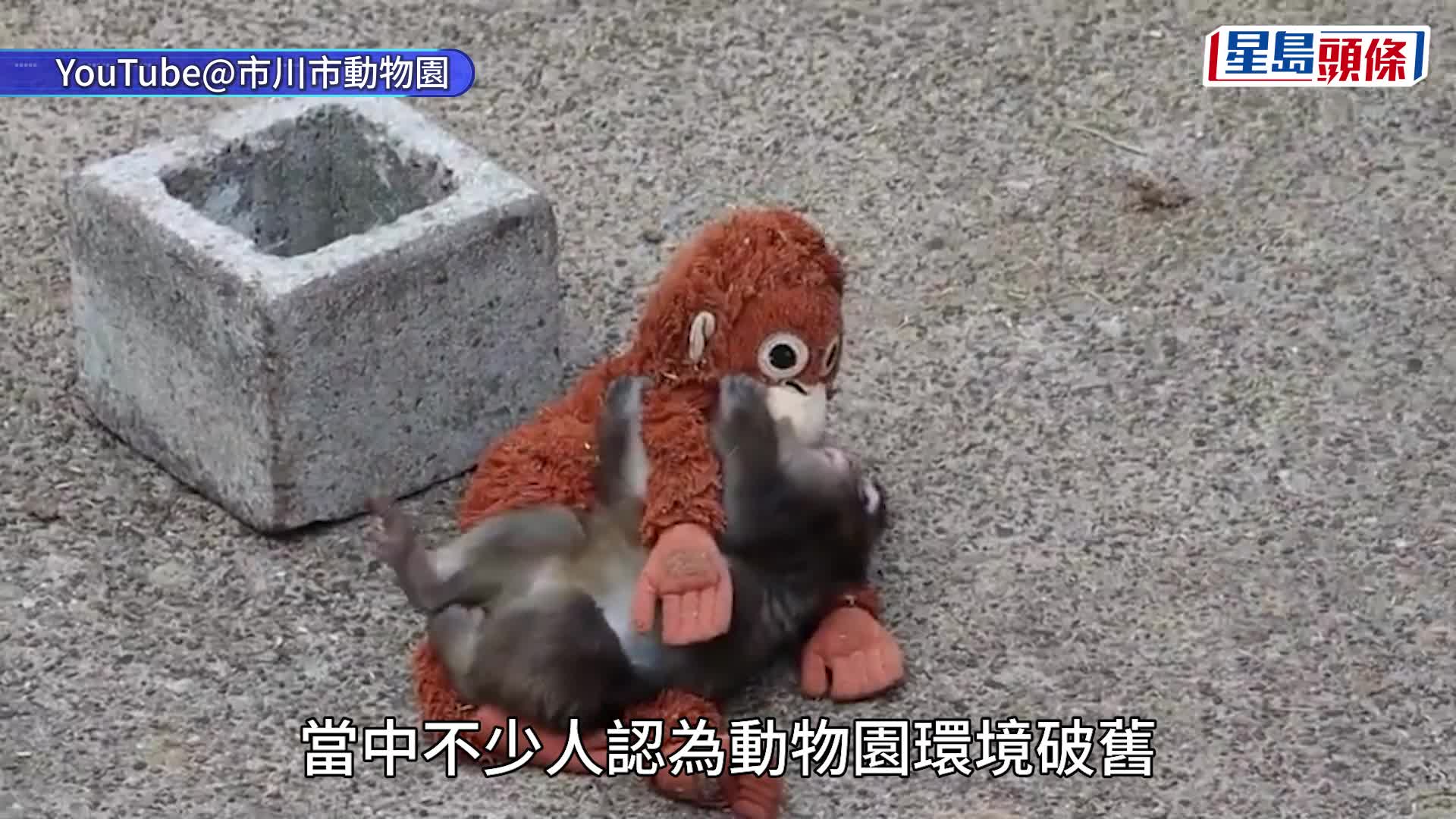 孤獨Punch君｜爆紅後待遇升級 官民集資逾億日圓改善生活環境