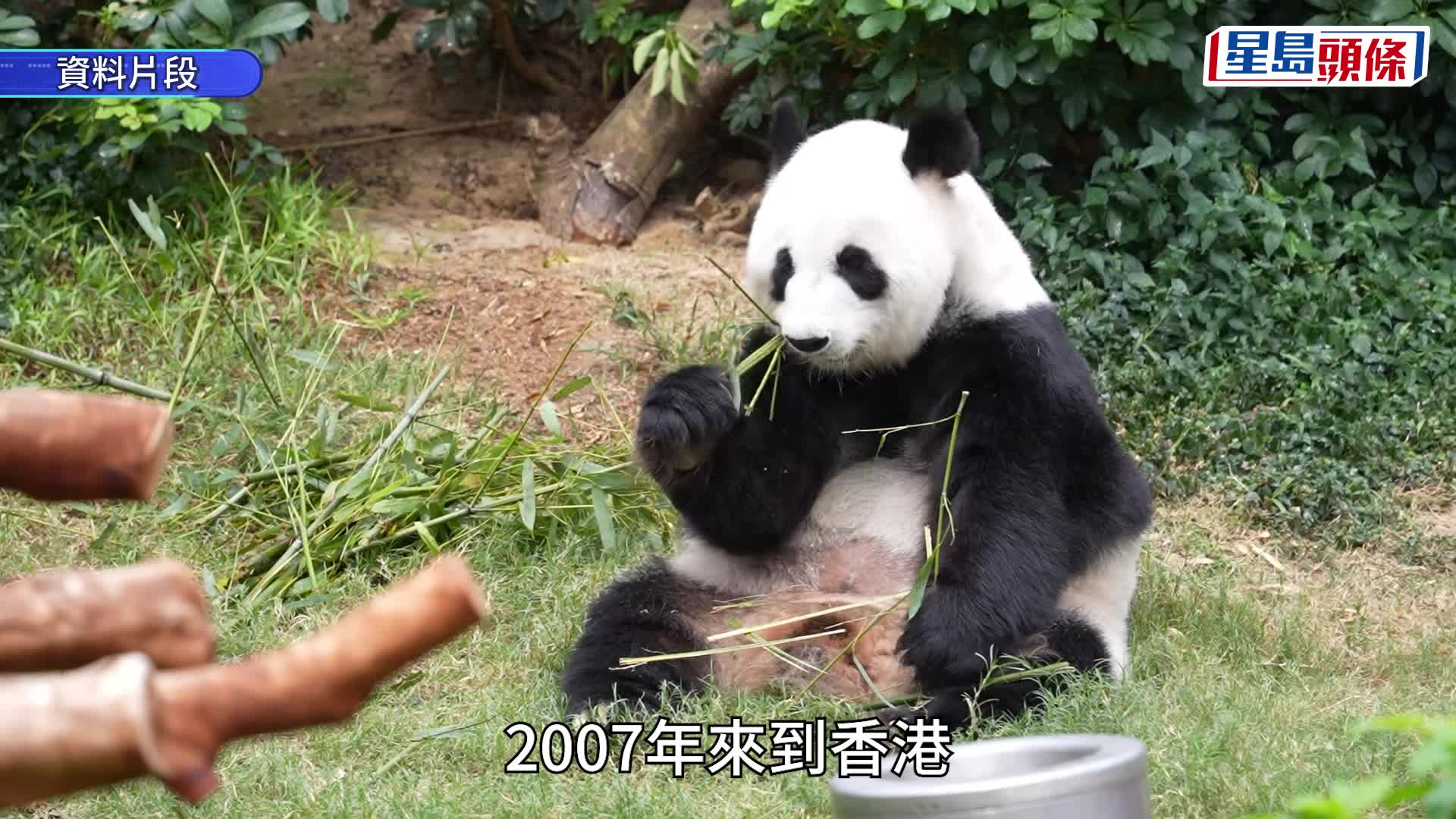 香港大熊貓自然交配成功 「盈盈」今晨產下龍鳳胎